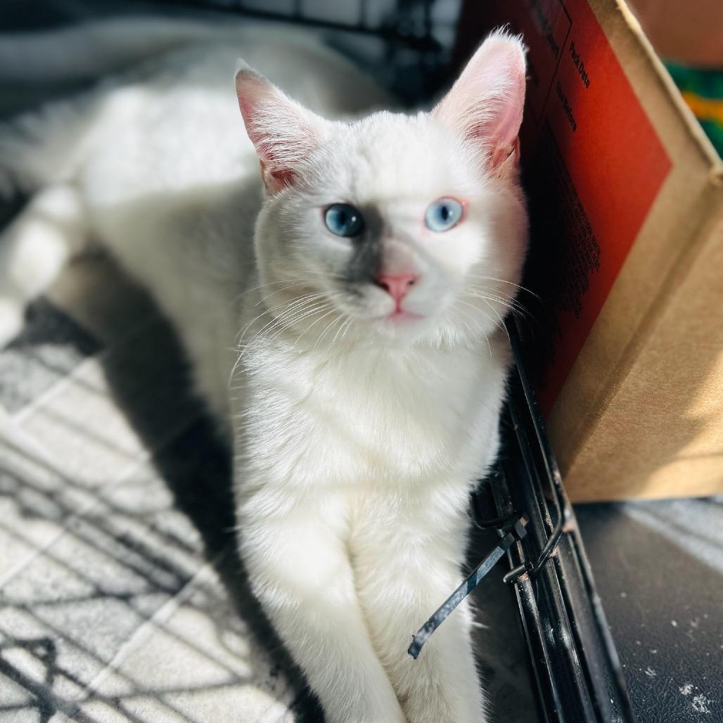 Enlarge Pearl, a Adoptable Domestic Short Hair in Pahoa, HI image 4/4