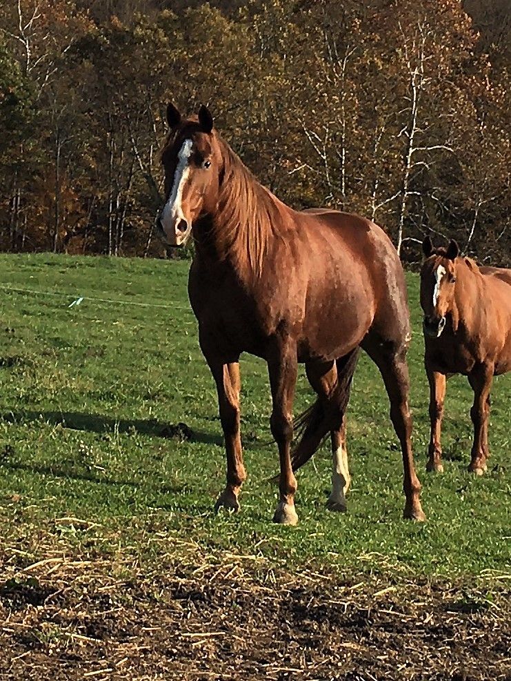 Enlarge Jackie, a Adoptable Quarterhorse in Athens, OH image 1/4