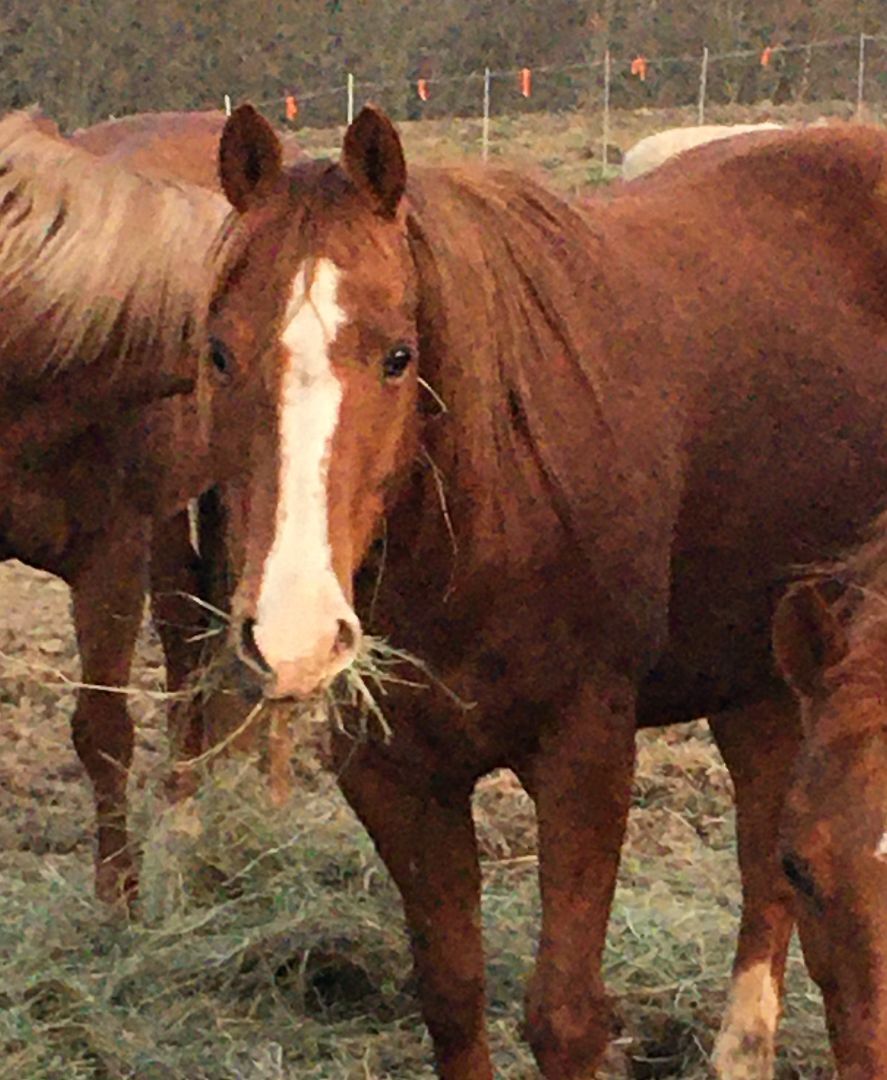 Enlarge Jackie, a Adoptable Quarterhorse in Athens, OH image 2/4