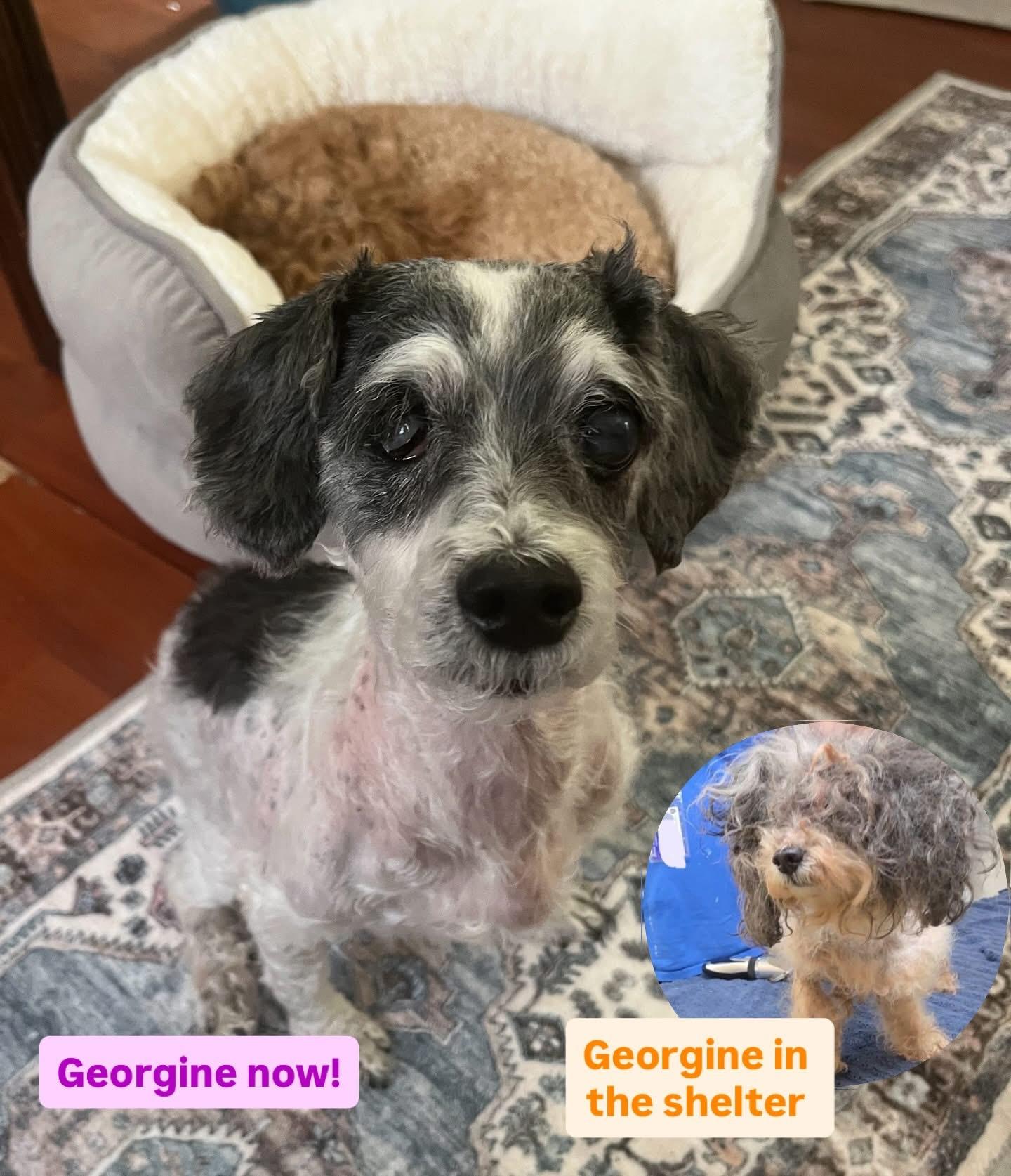 Georgine thumbnail 2