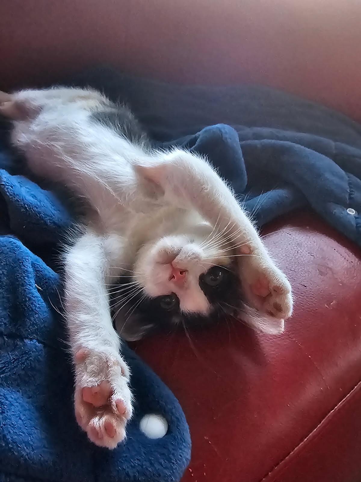 Enlarge MABEL, a Adopted Calico in San Antonio, TX image 1/3