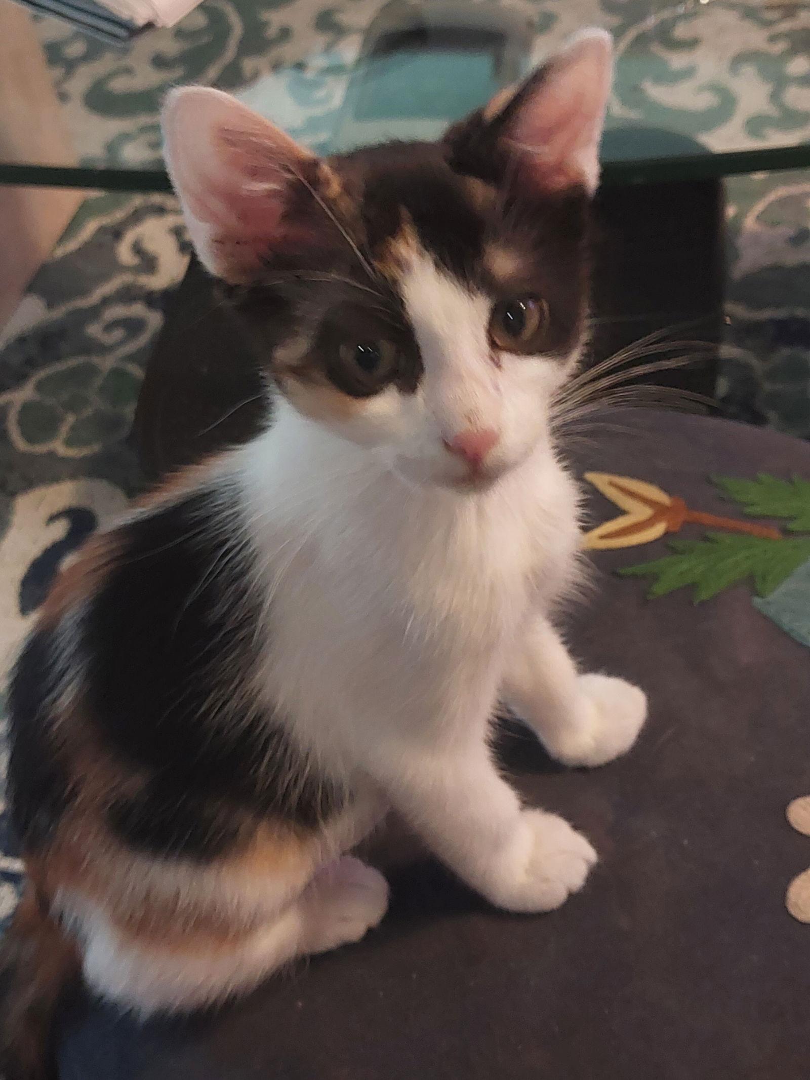 Enlarge MABEL, a Adopted Calico in San Antonio, TX image 2/3