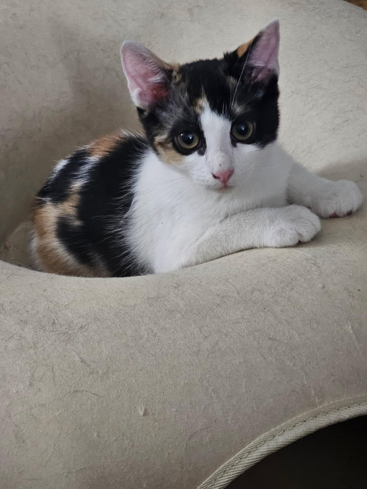 Enlarge MABEL, a Adopted Calico in San Antonio, TX image 3/3