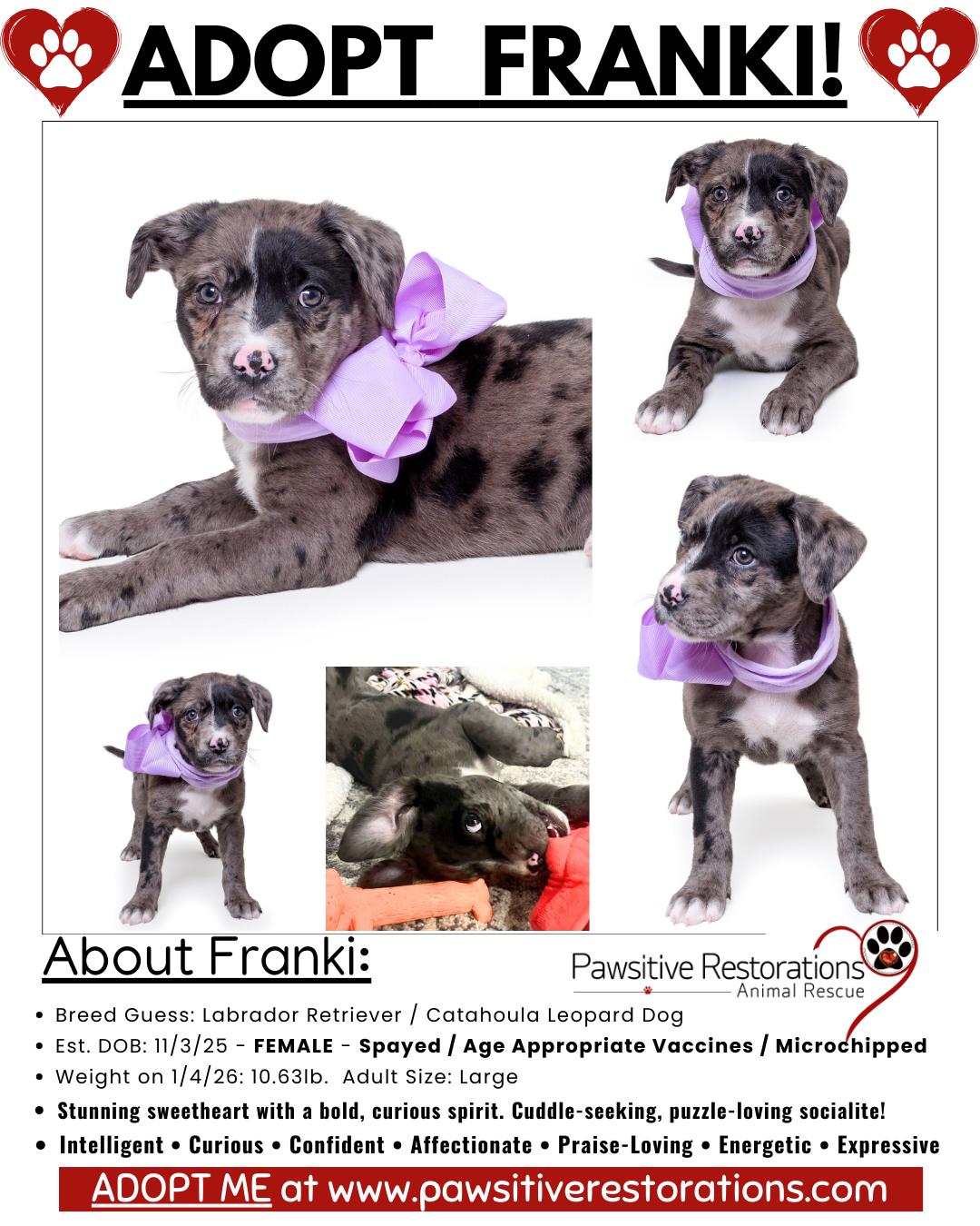 Enlarge FRANKI, a ADOPTABLE mixed breed in Aurora, CO image 2/5