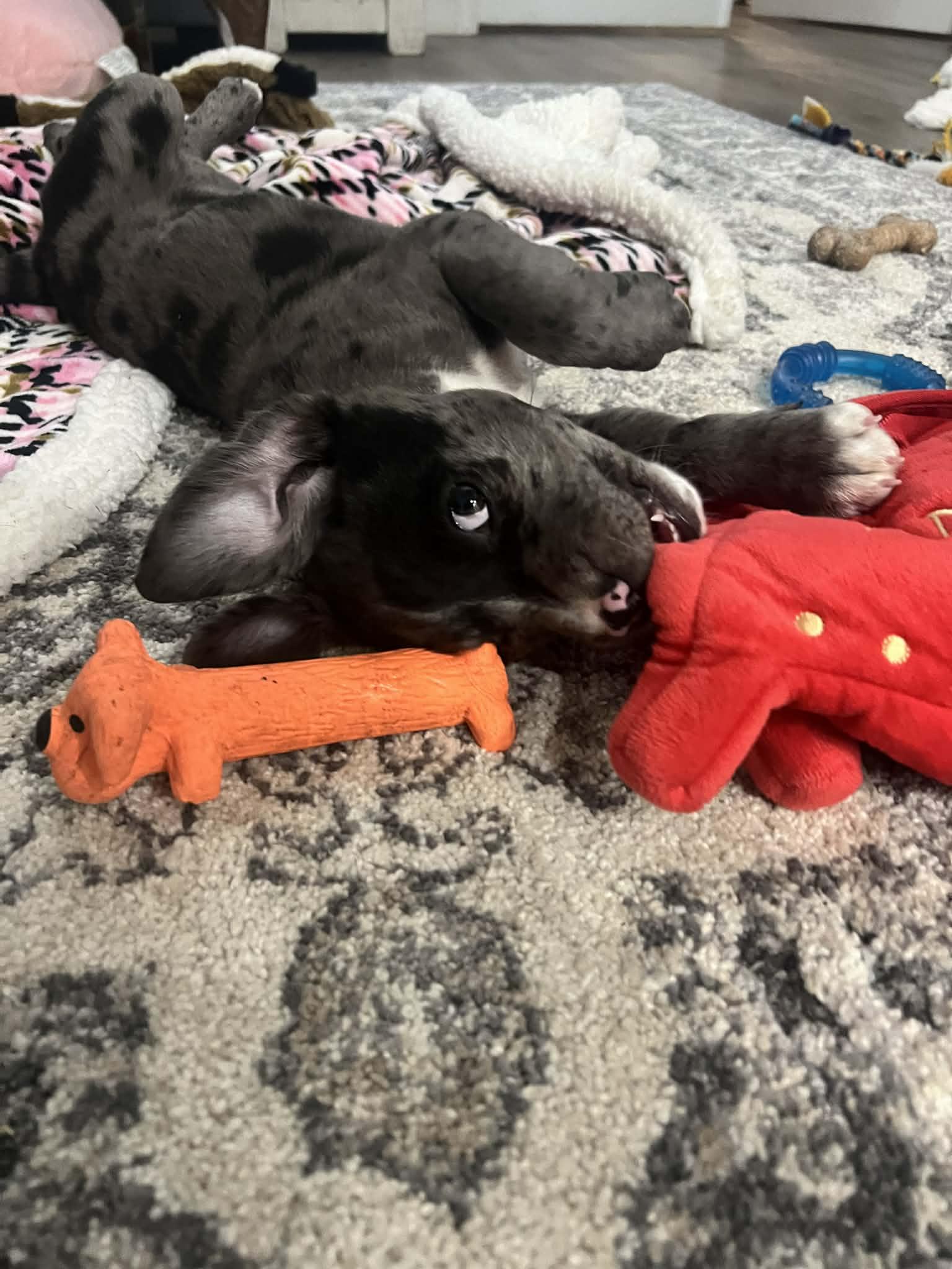 Enlarge FRANKI, a ADOPTABLE mixed breed in Aurora, CO image 4/5