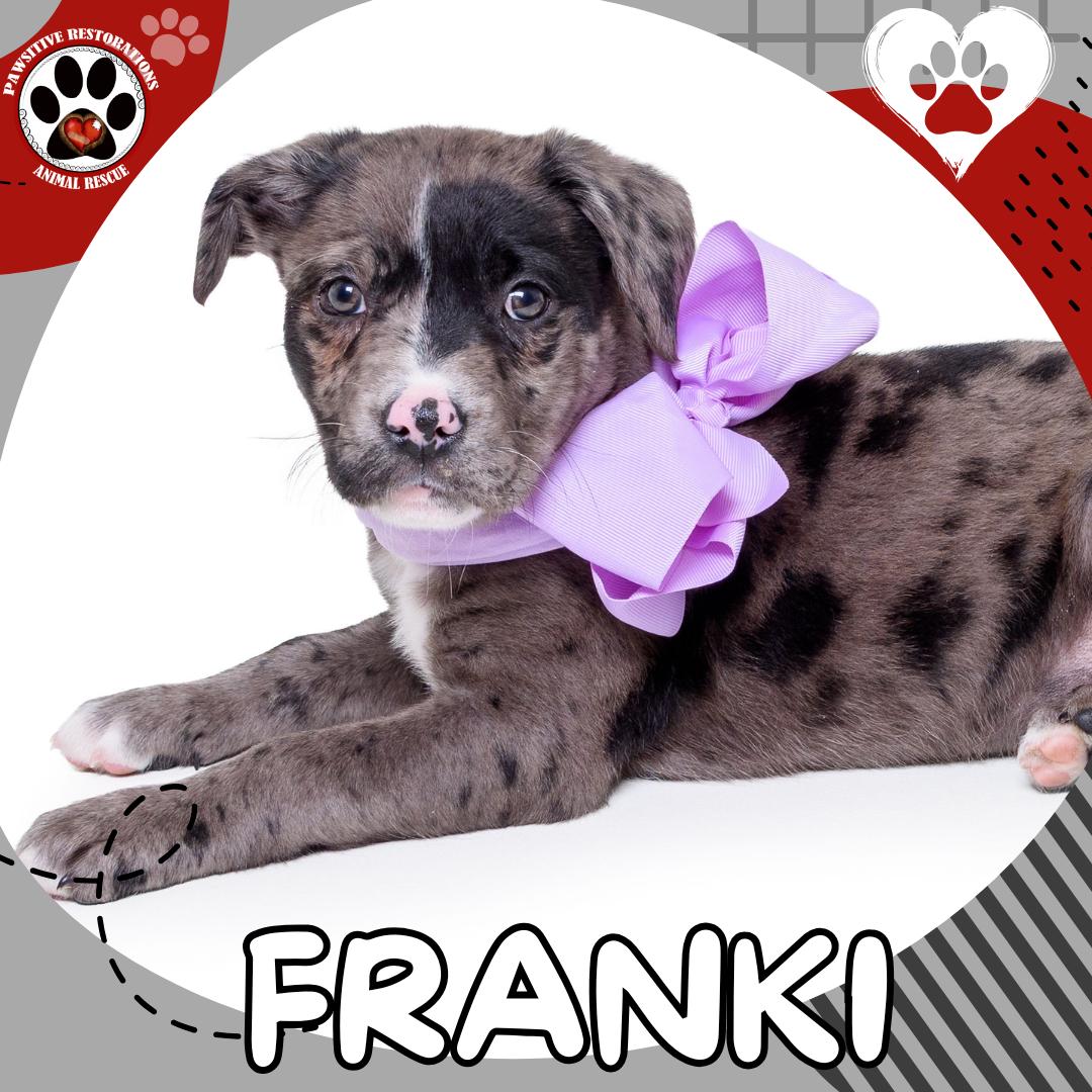 FRANKI, ADOPTABLE, Puppy Female Catahoula Leopard Dog & Black Labrador Retriever.