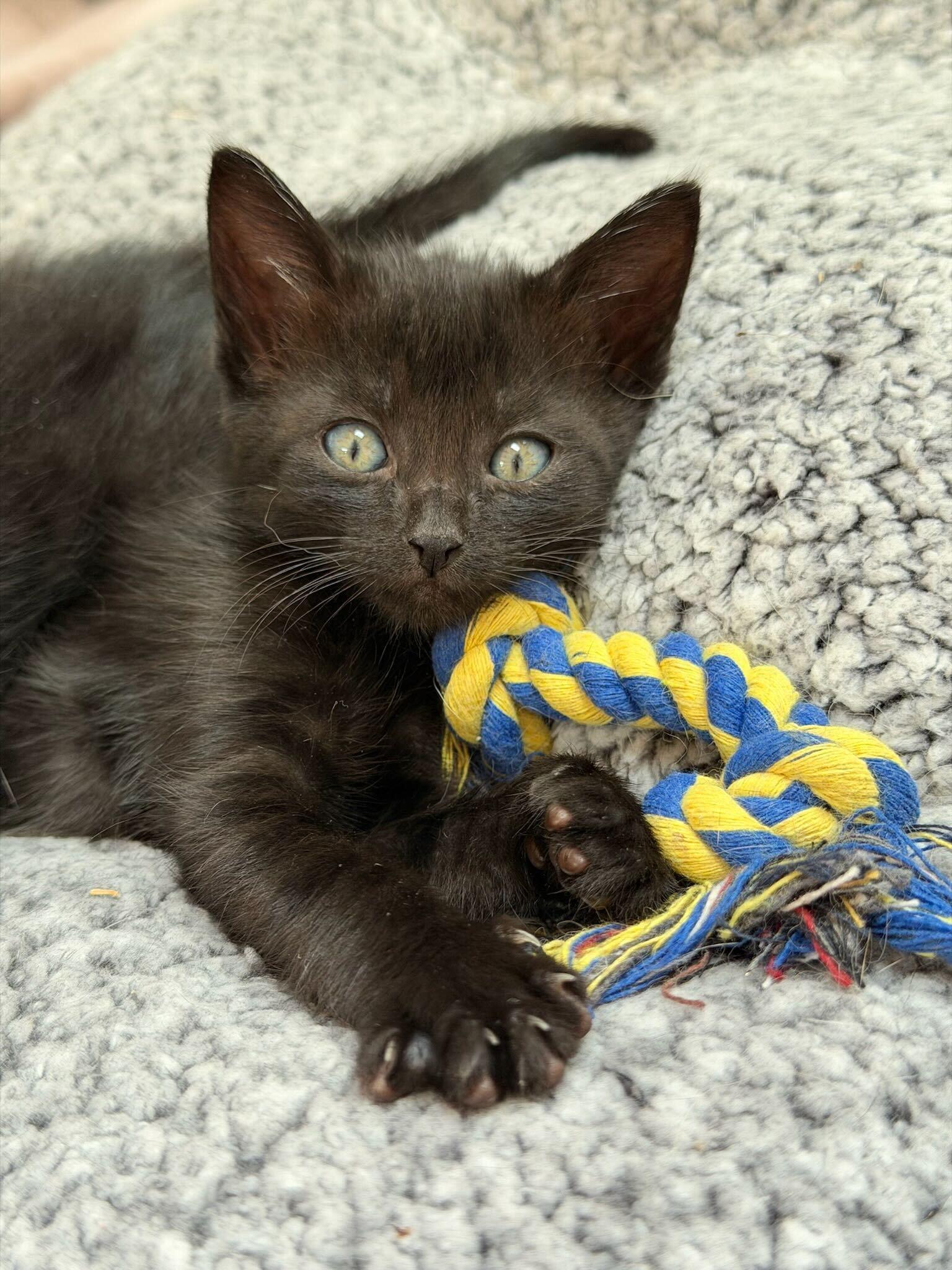 Enlarge Nestle, a ADOPTABLE American Shorthair in Santa Monica, CA image 2/3