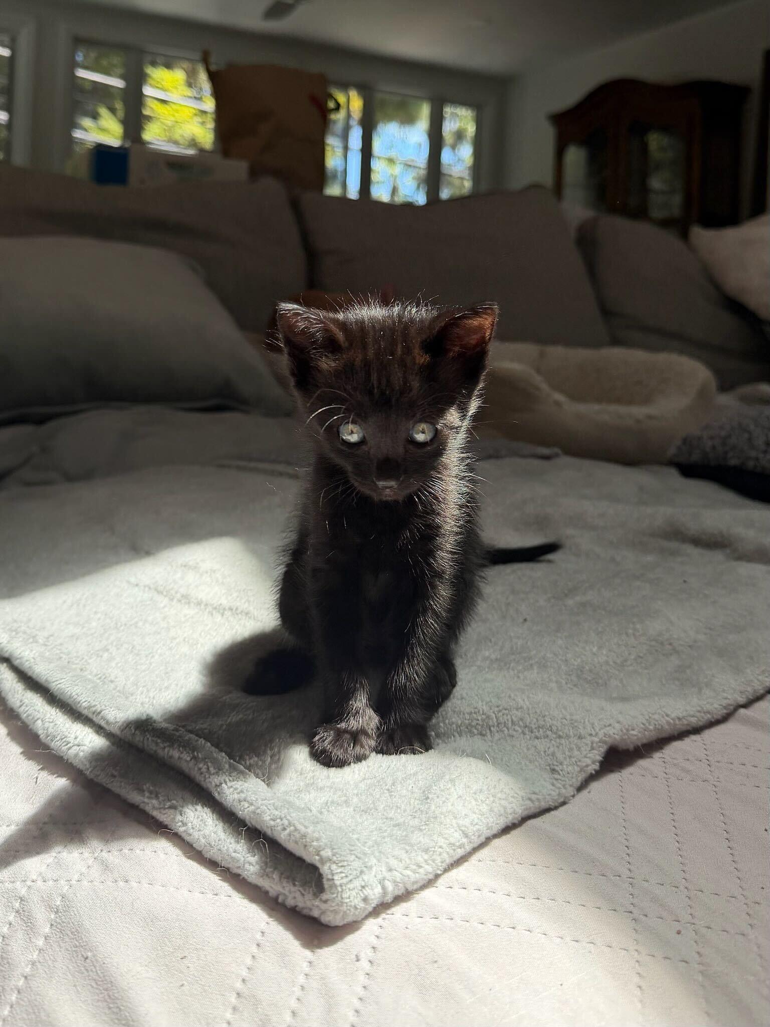Enlarge Nestle, a ADOPTABLE American Shorthair in Santa Monica, CA image 3/3