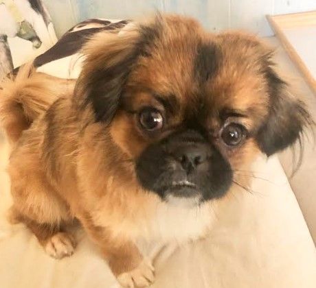 Luann has been adopted!, Adoptable, Young Female Pekingese.