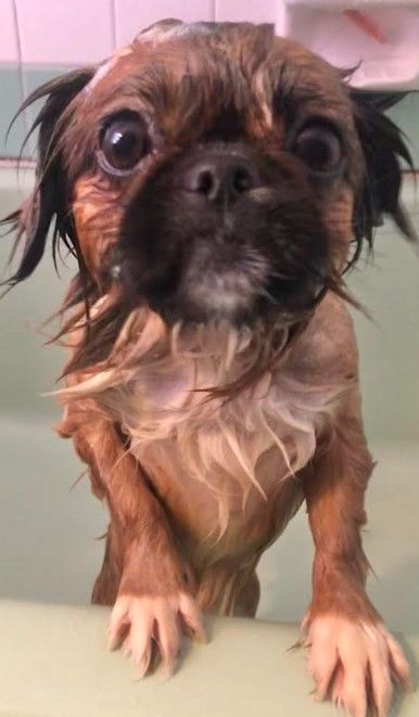 Enlarge Luann has been adopted!, a Adoptable Pekingese in Hillsdale, NJ image 2/3