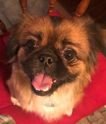Enlarge Luann has been adopted!, a Adoptable Pekingese in Hillsdale, NJ image 3/3