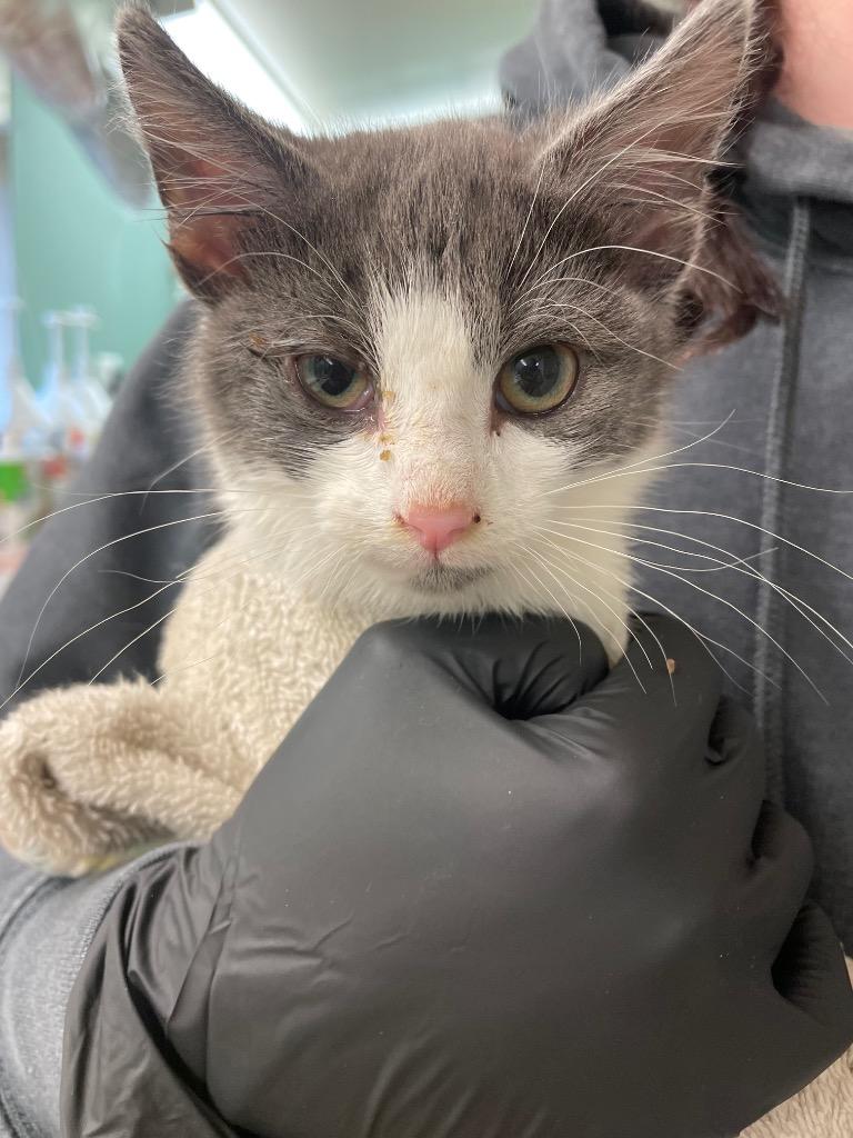 Enlarge Sour Patch kid, a Adoptable mixed breed in Mineral, VA image 1/1