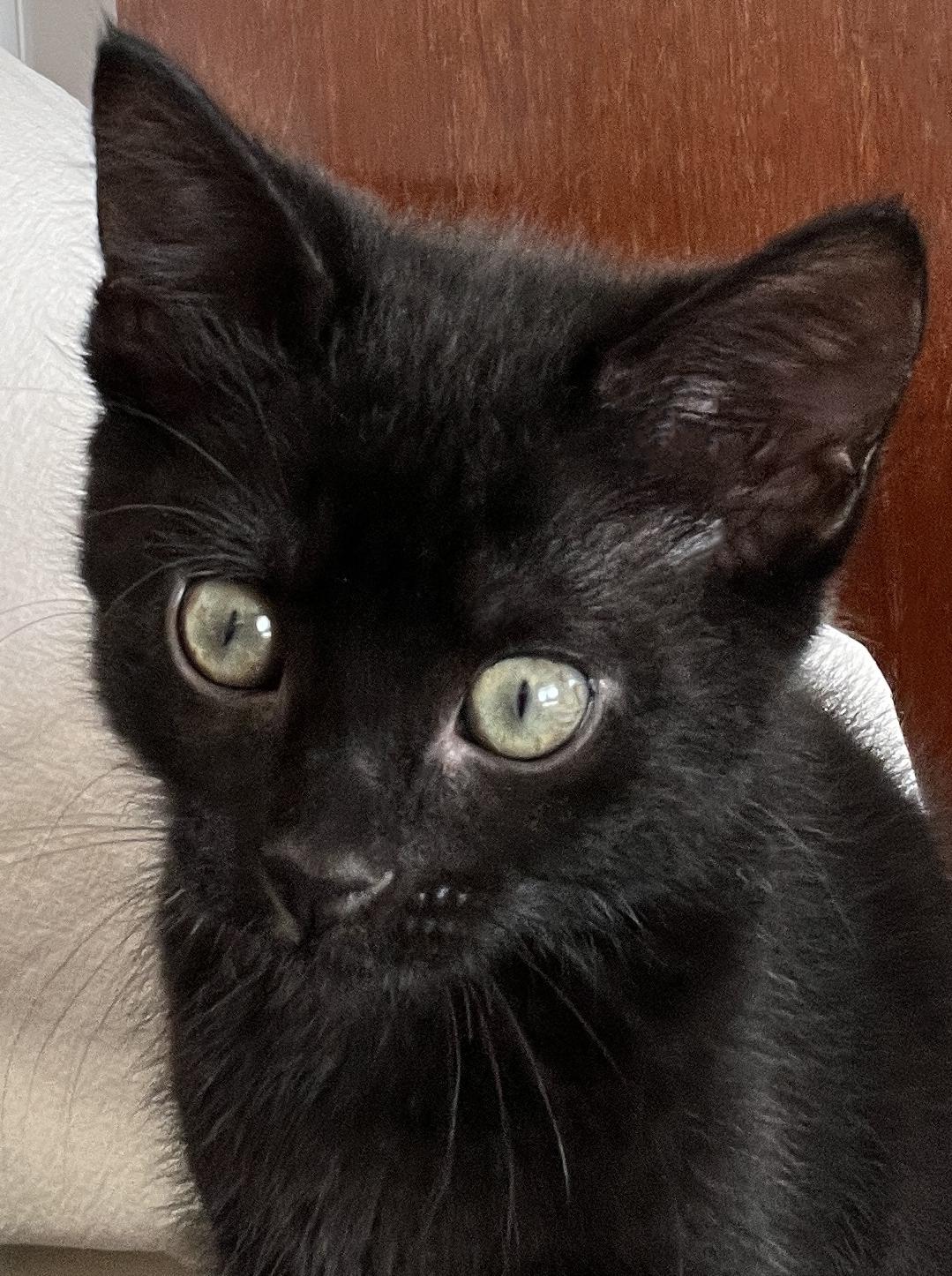Juno, an adopted Domestic Short Hair in Tigard, OR image 2/3
