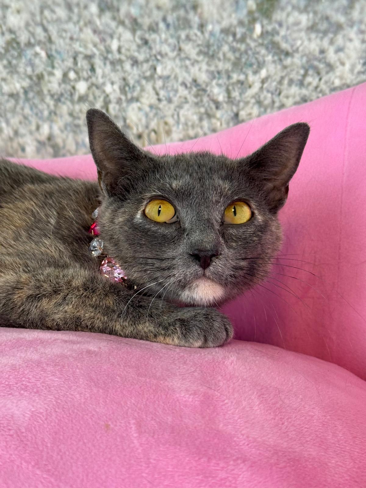 Enlarge April, a ADOPTABLE mixed breed in Houston, TX image 4/5