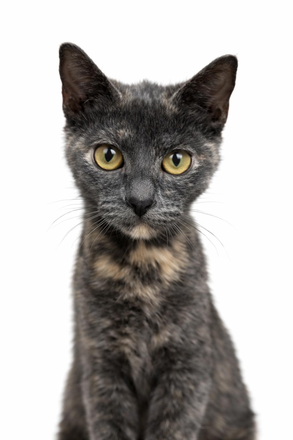 Enlarge April, a ADOPTABLE mixed breed in Houston, TX image 5/5