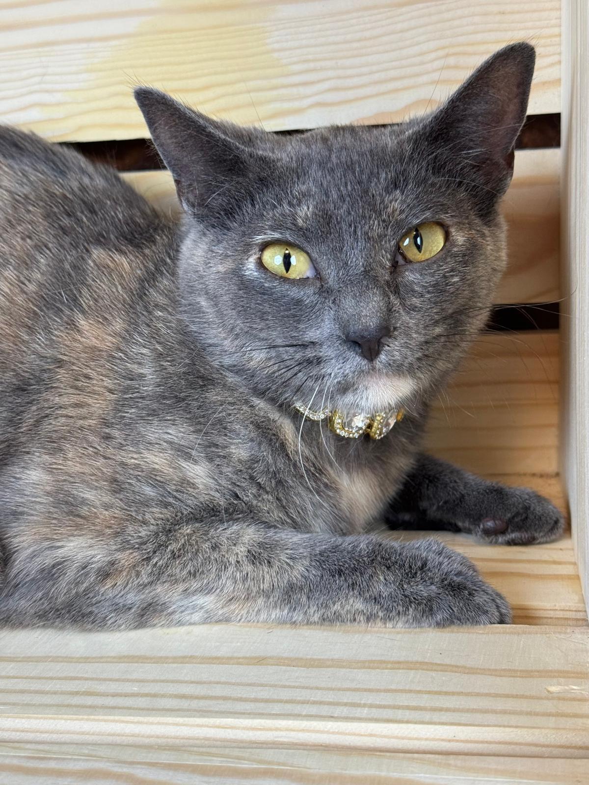 Enlarge April, a ADOPTABLE mixed breed in Houston, TX image 2/5