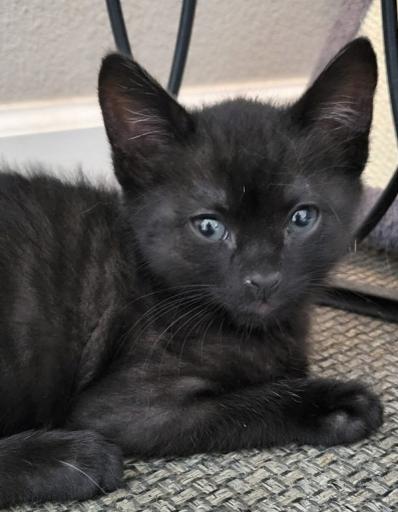 Enlarge Sprig, an adopted mixed breed in Escondido, CA image 1/2