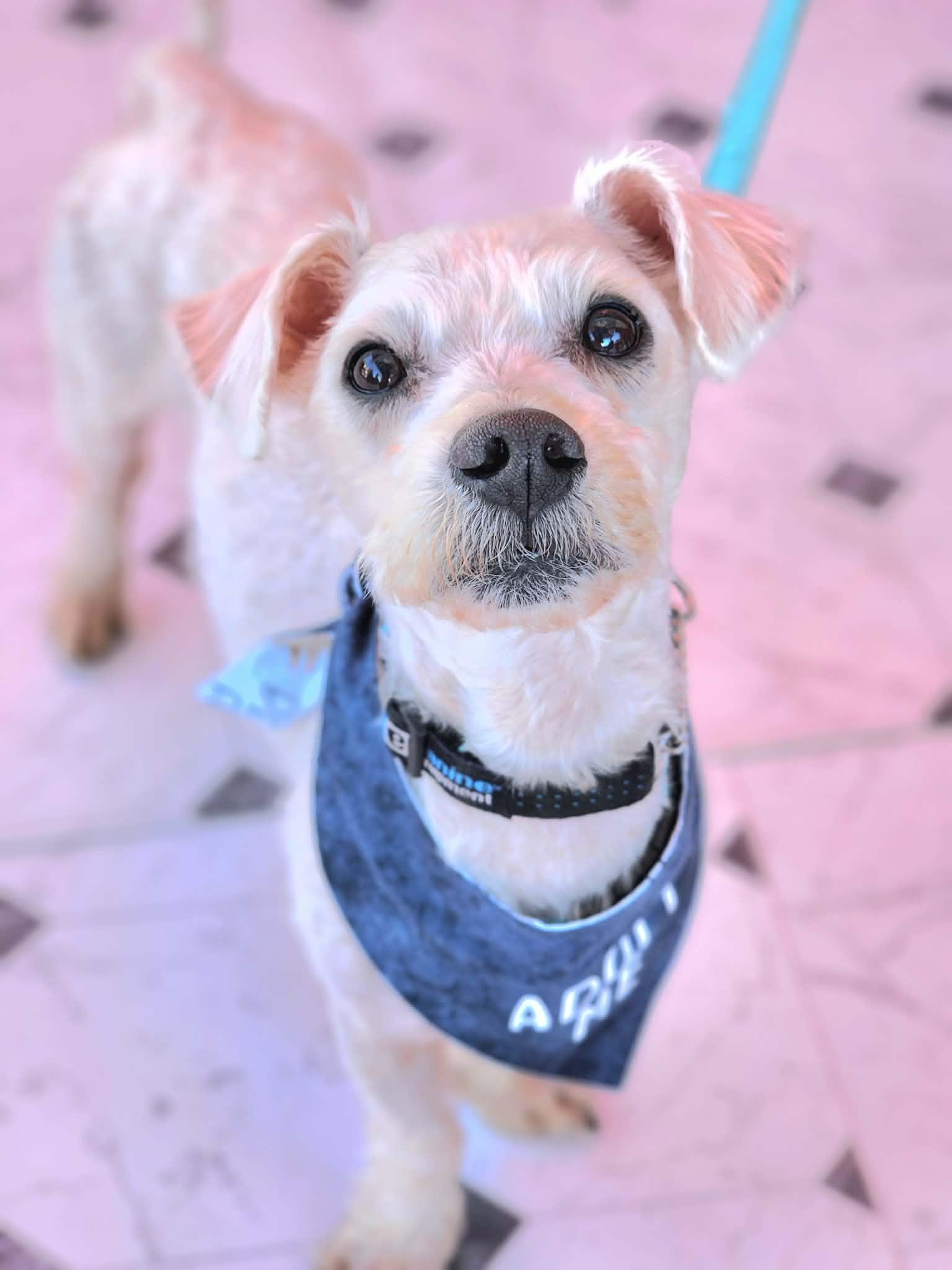 Barkley, ADOPTABLE, Adult Male Maltese & Miniature Poodle.