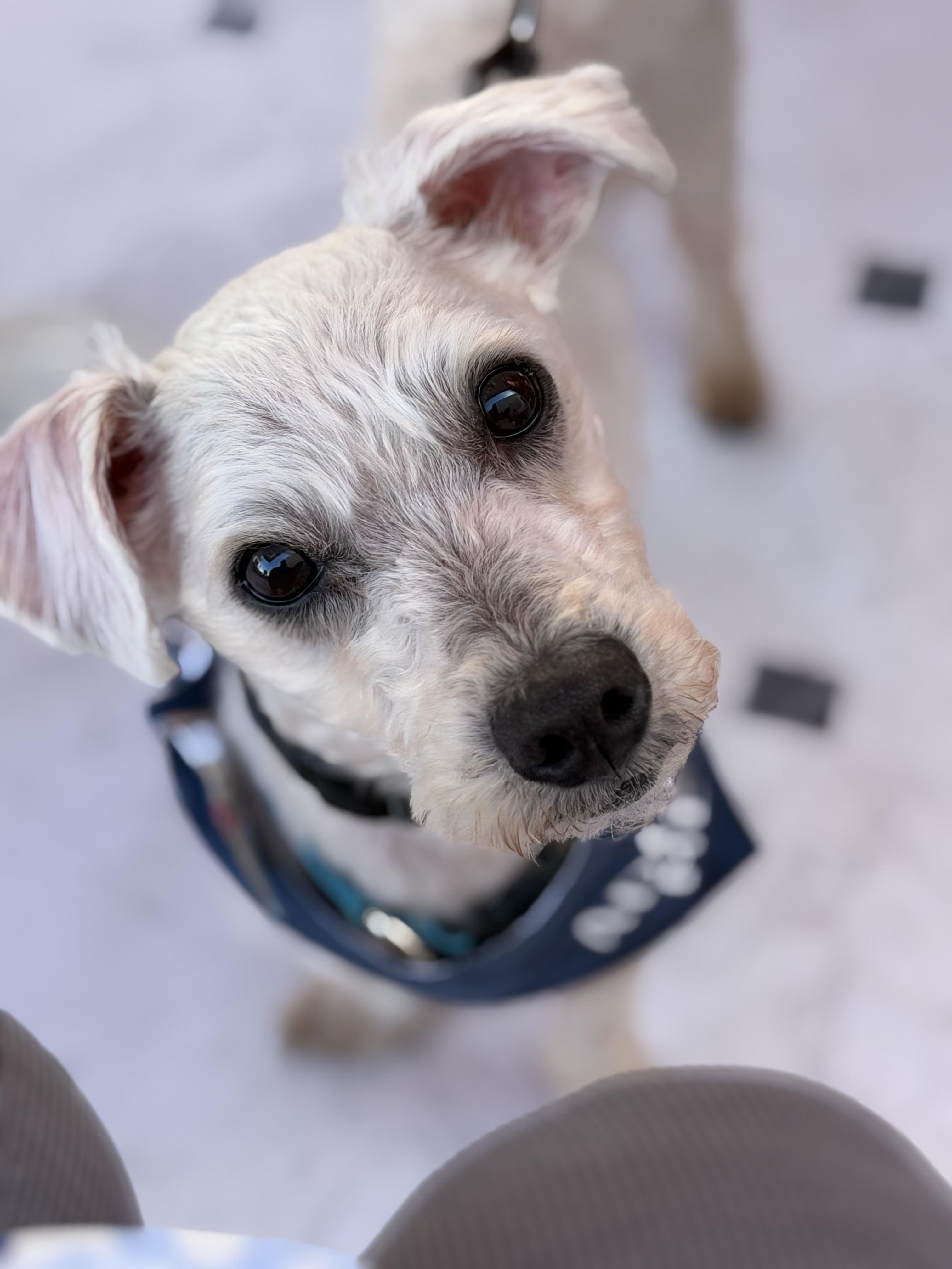 Enlarge Barkley, a ADOPTABLE mixed breed in Corona Del Mar, CA image 2/2