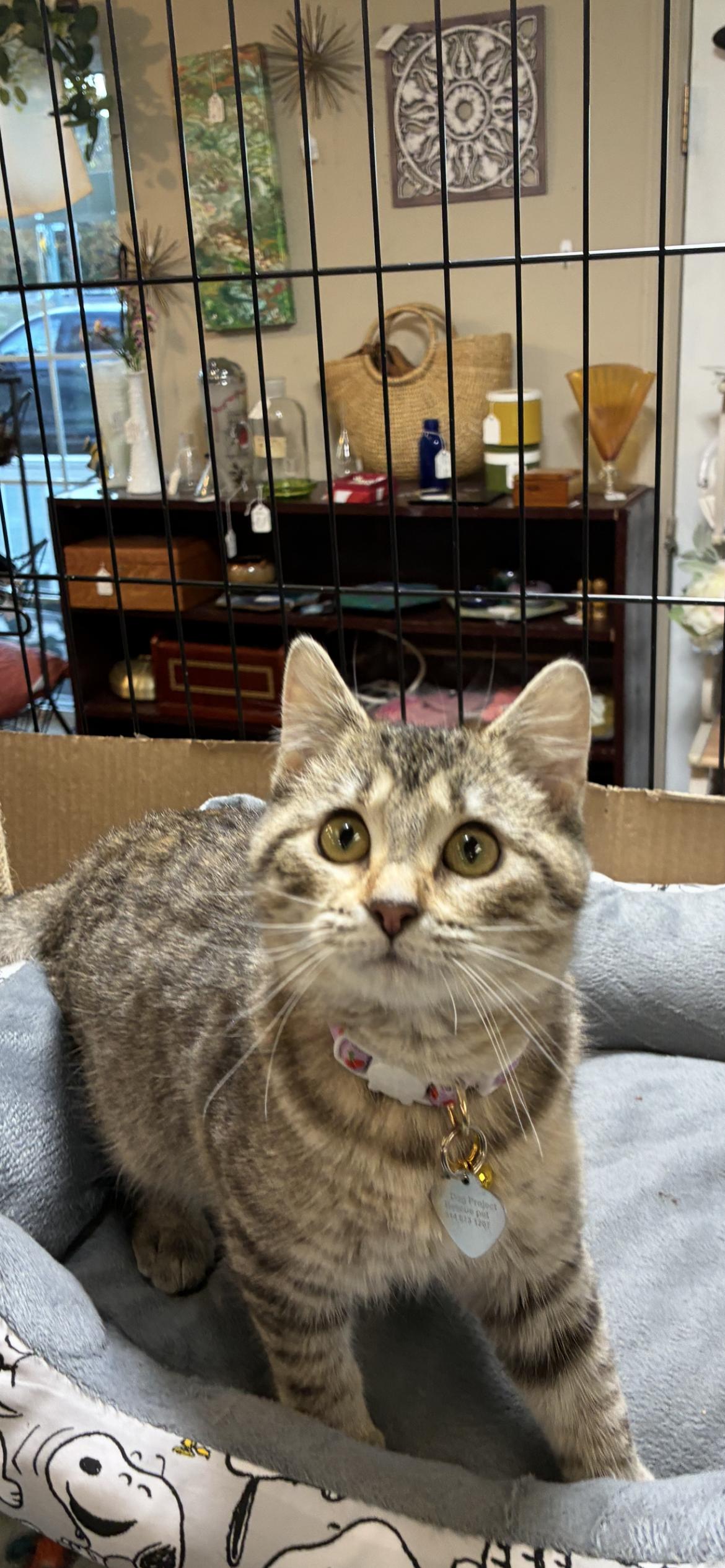 Enlarge Lita, a Adoptable Domestic Short Hair in Saint Louis, MO image 2/4