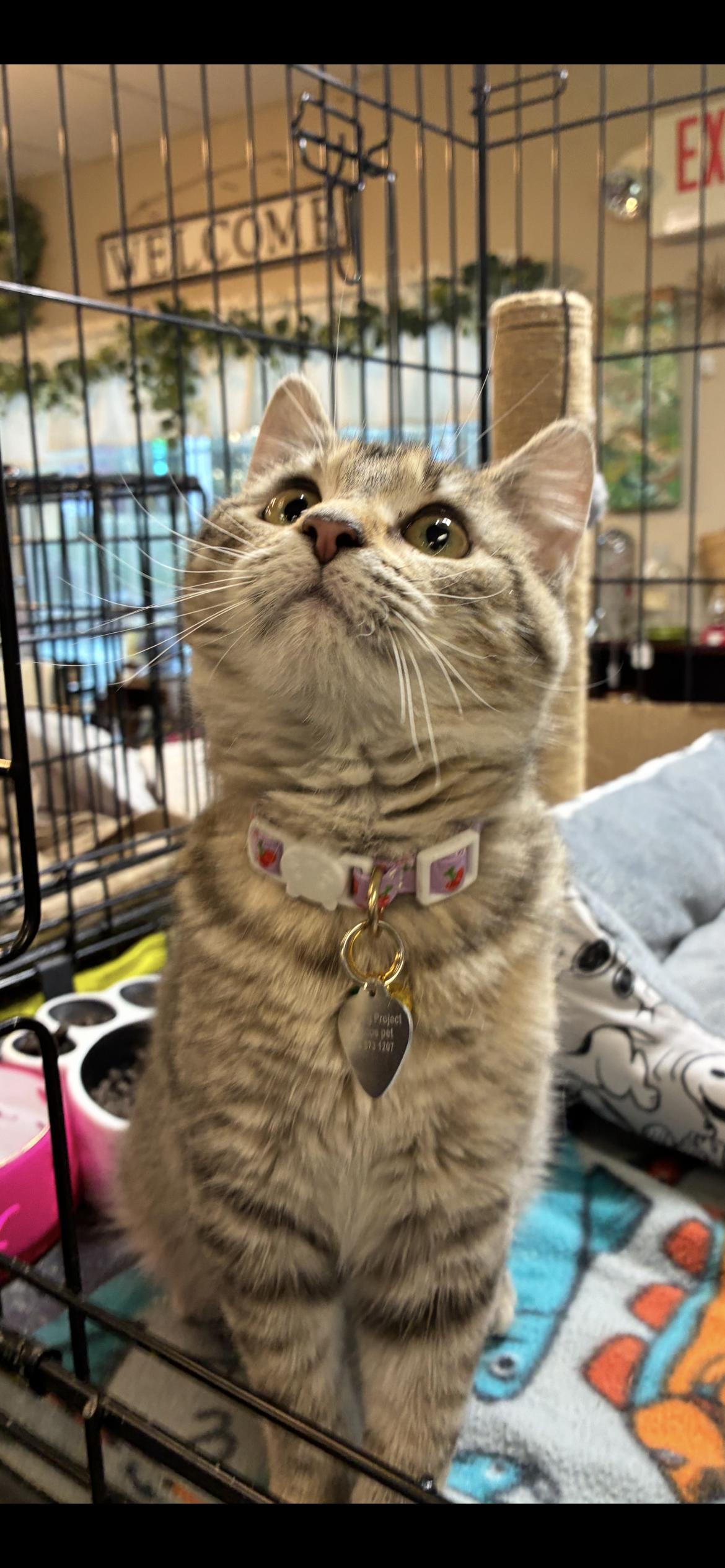 Lita, Adoptable, Young Female Domestic Short Hair.