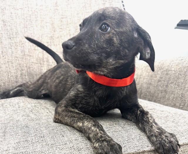 Iron, Adopted, Puppy Female Labrador Retriever & Mixed Breed.