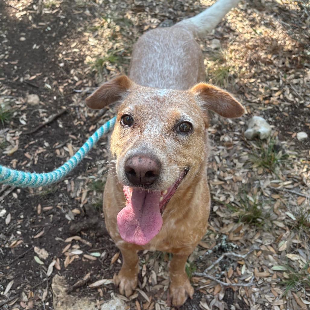 Enlarge GINGER, a Adoptable mixed breed in Kyle, TX image 1/6