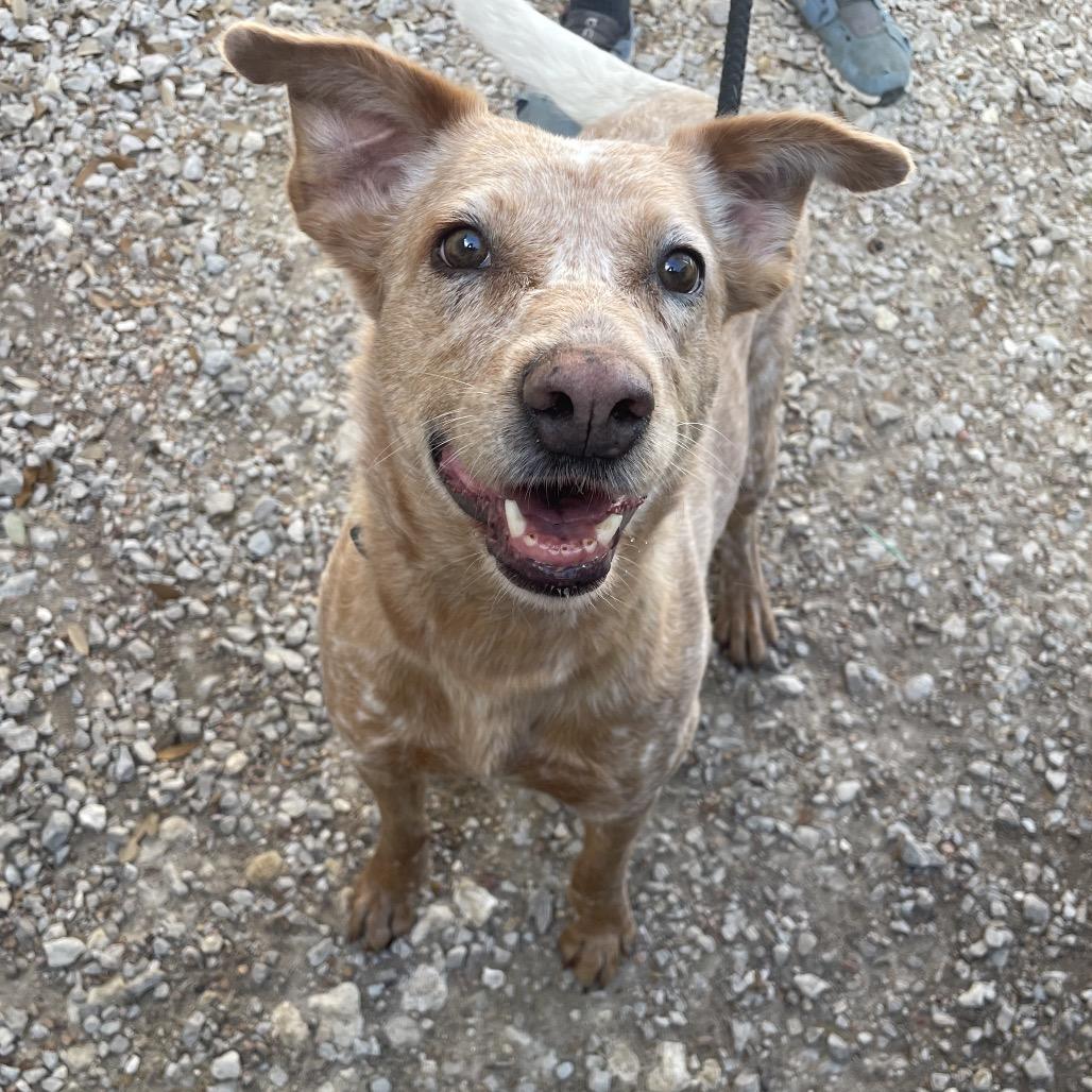 Enlarge GINGER, a Adoptable mixed breed in Kyle, TX image 2/6