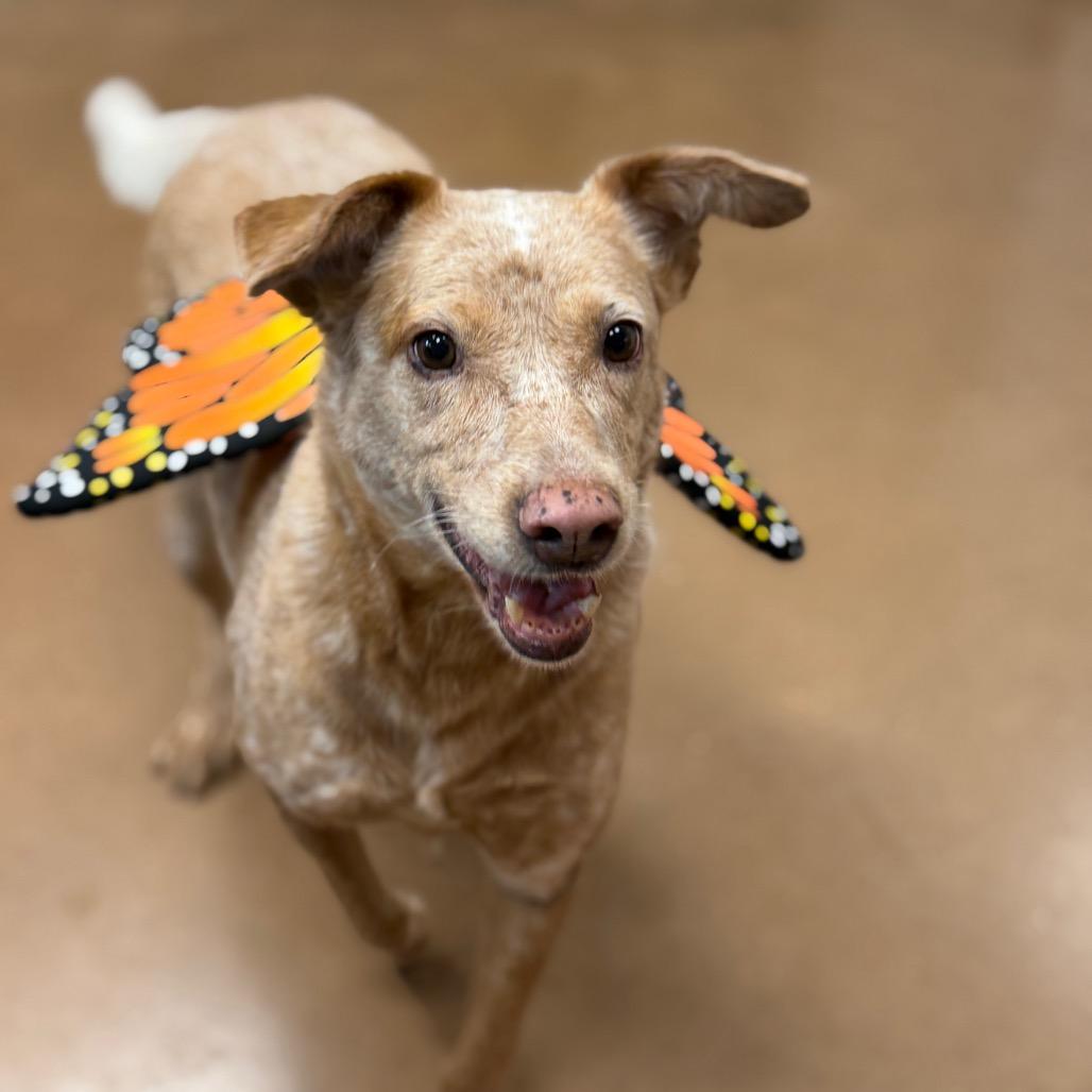 Enlarge GINGER, a Adoptable mixed breed in Kyle, TX image 3/6