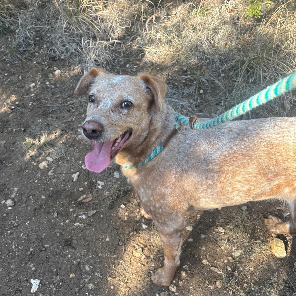 Enlarge GINGER, a Adoptable mixed breed in Kyle, TX image 3/6