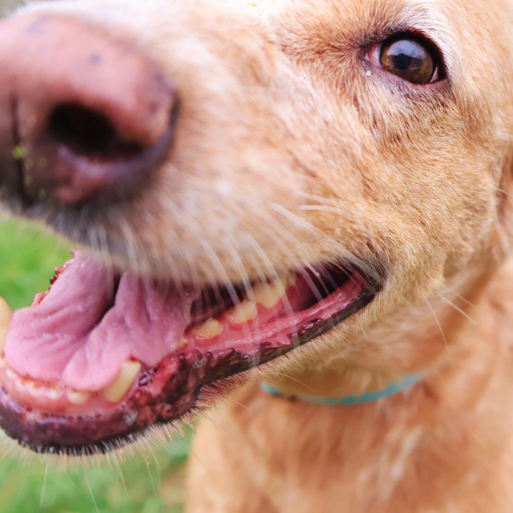 Enlarge GINGER, a Adoptable mixed breed in Kyle, TX image 4/6