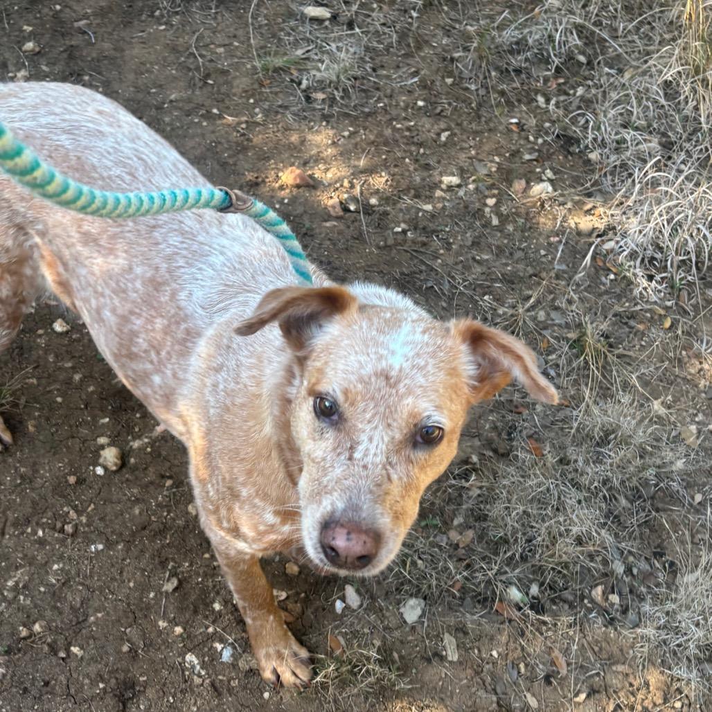 Enlarge GINGER, a Adoptable mixed breed in Kyle, TX image 6/6