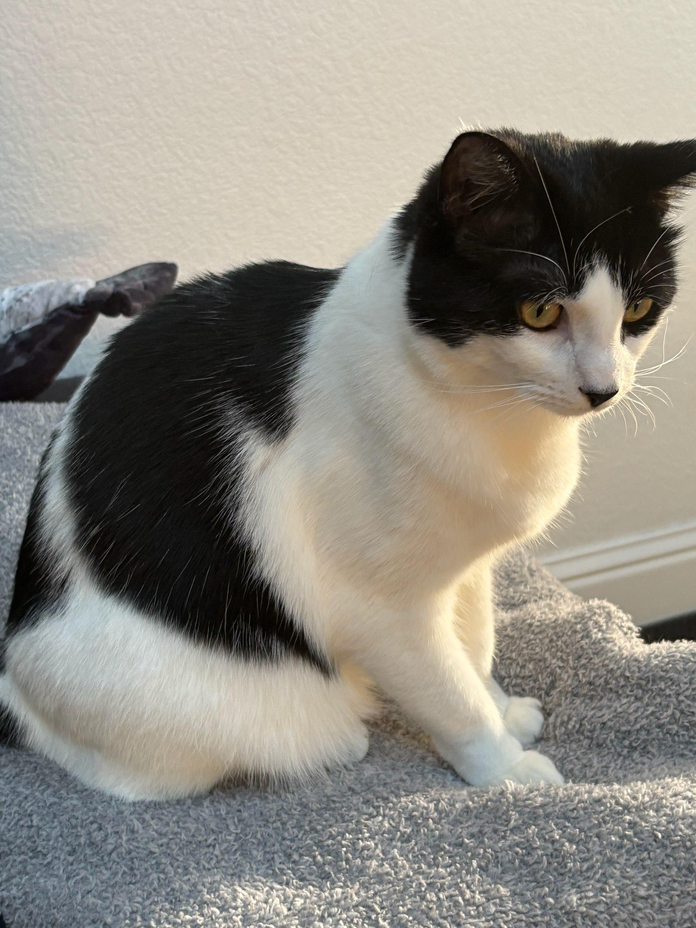 Enlarge Bindi, a ADOPTABLE mixed breed in Eureka, CA image 2/3