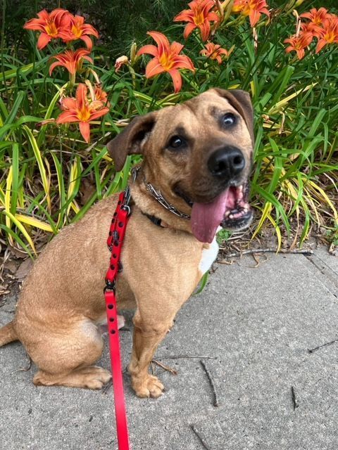 Clarence, an adoptable Terrier Mix in Jackson , NJ_image-1