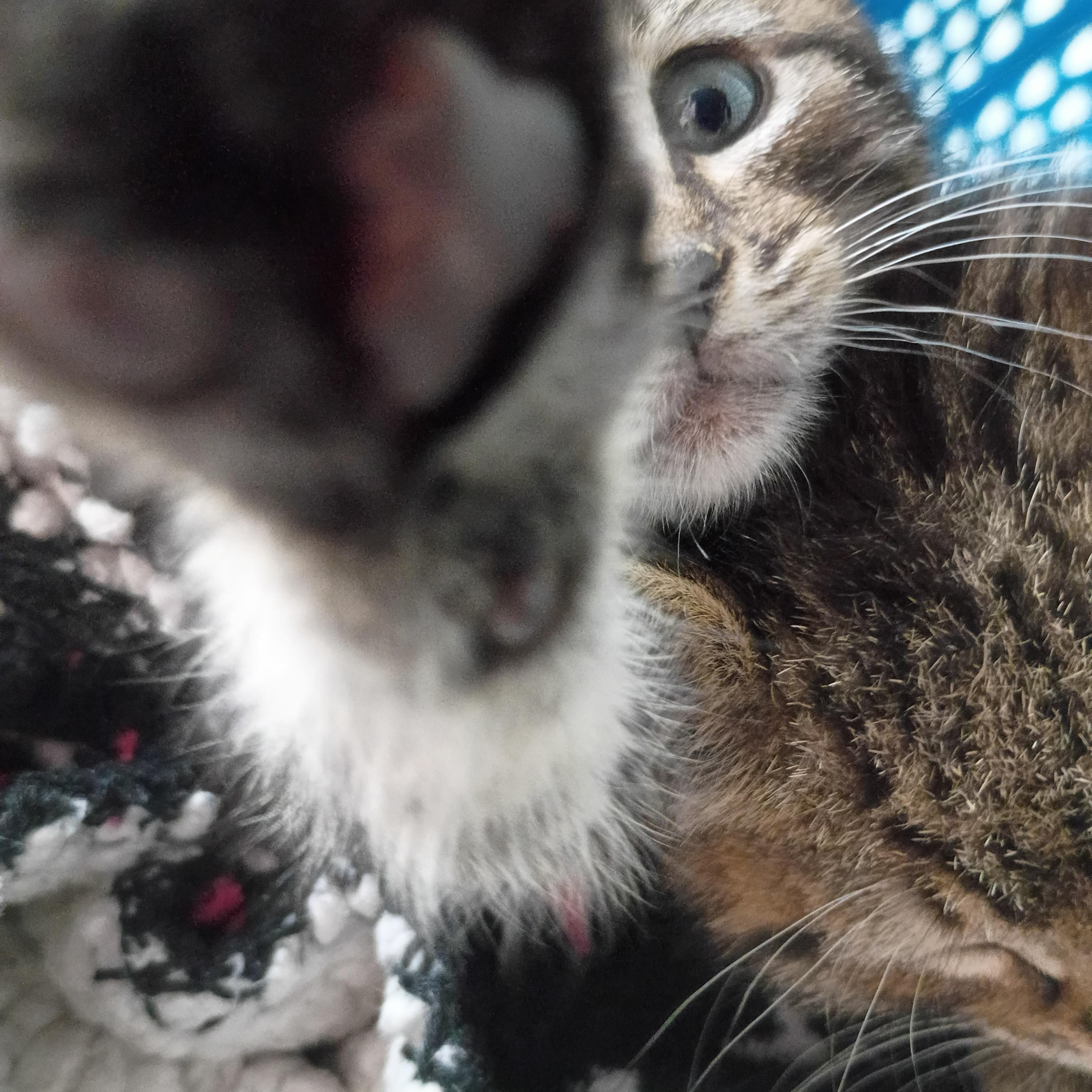 Paulie, ADOPTABLE, Kitten Male Domestic Short Hair.