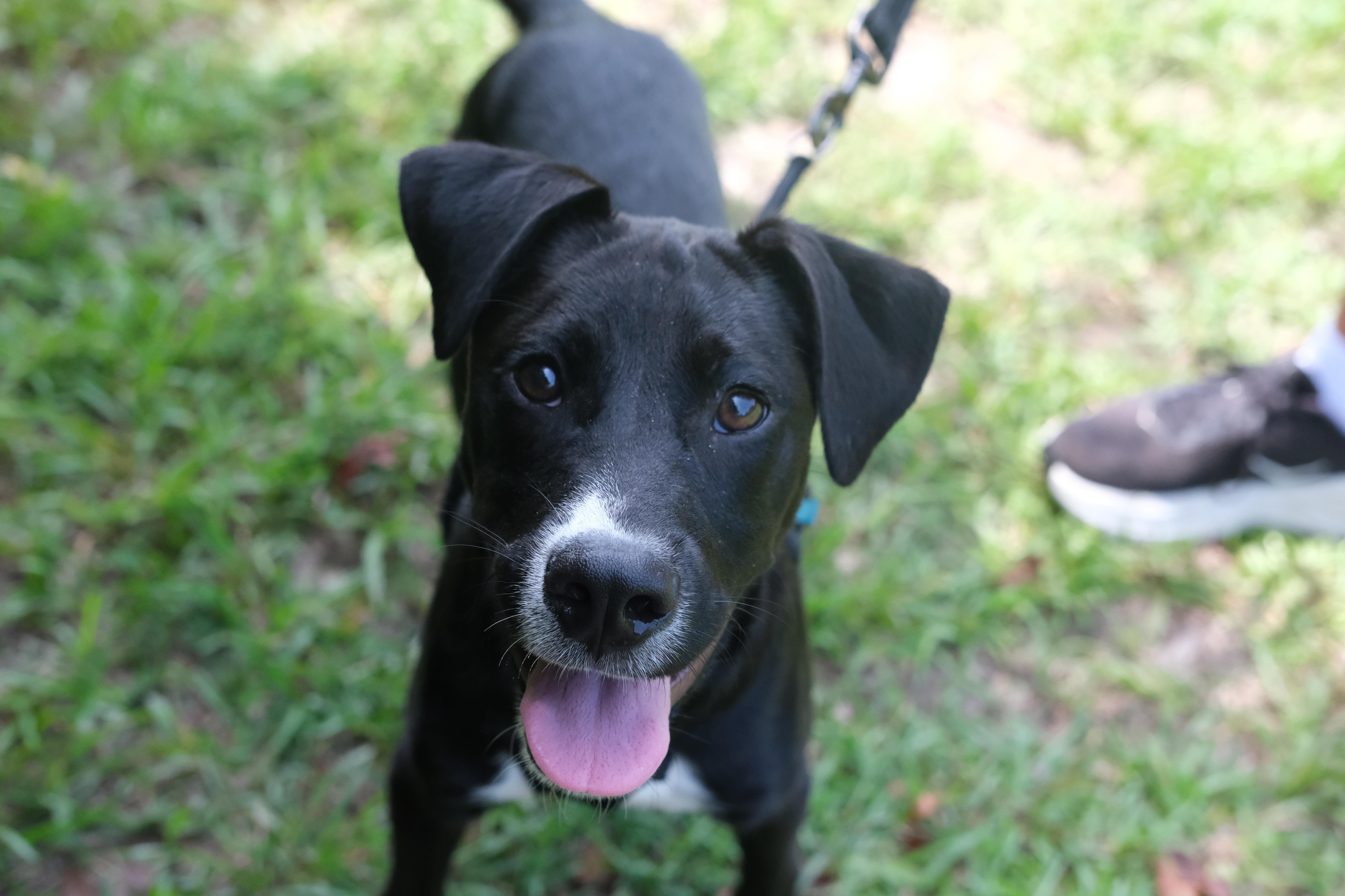 Eagle, Adoptable, Puppy Male Pit Bull Terrier & Labrador Retriever.