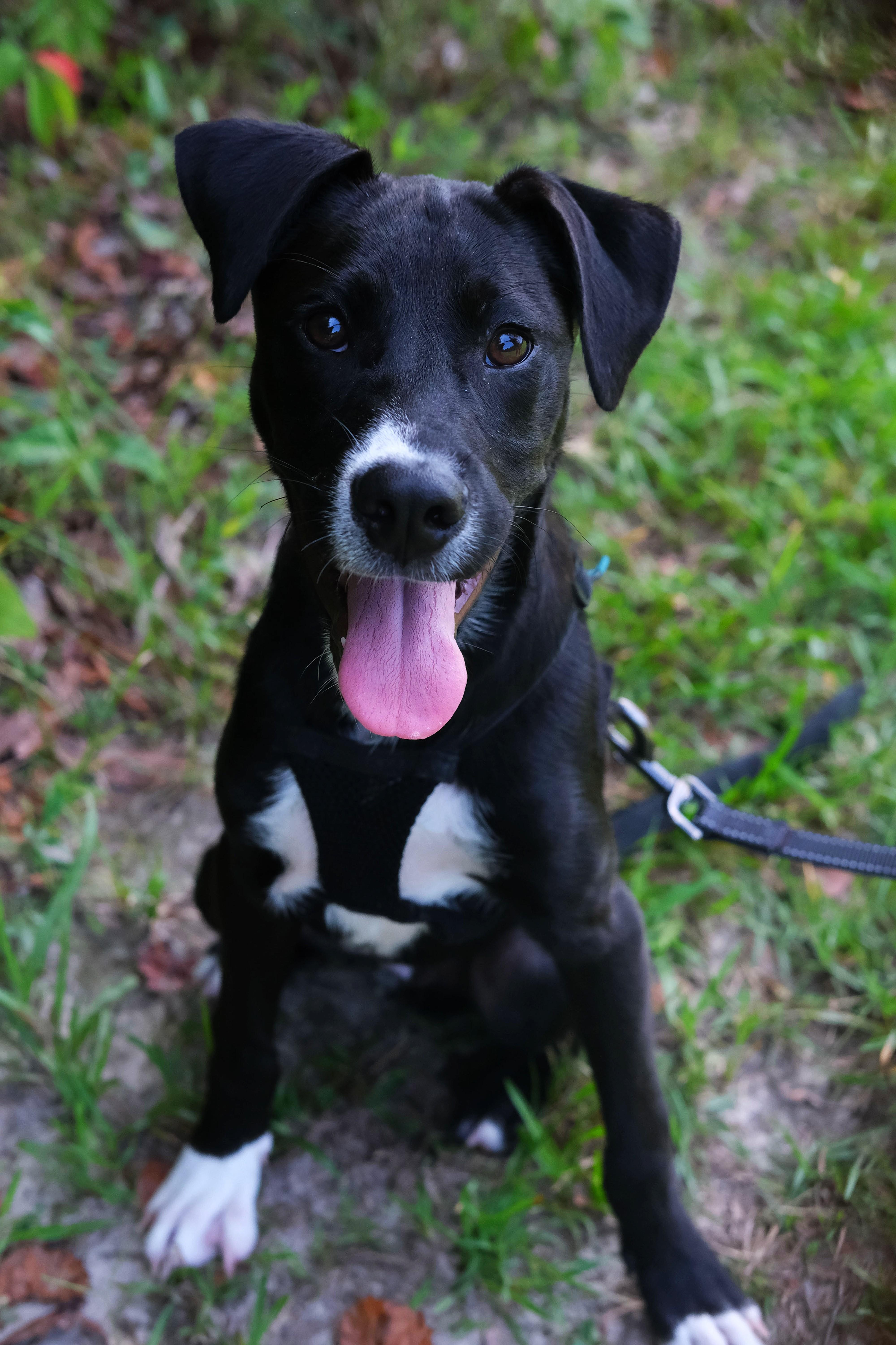 Eagle, a Adoptable mixed breed in Winnabow, NC image 2/2
