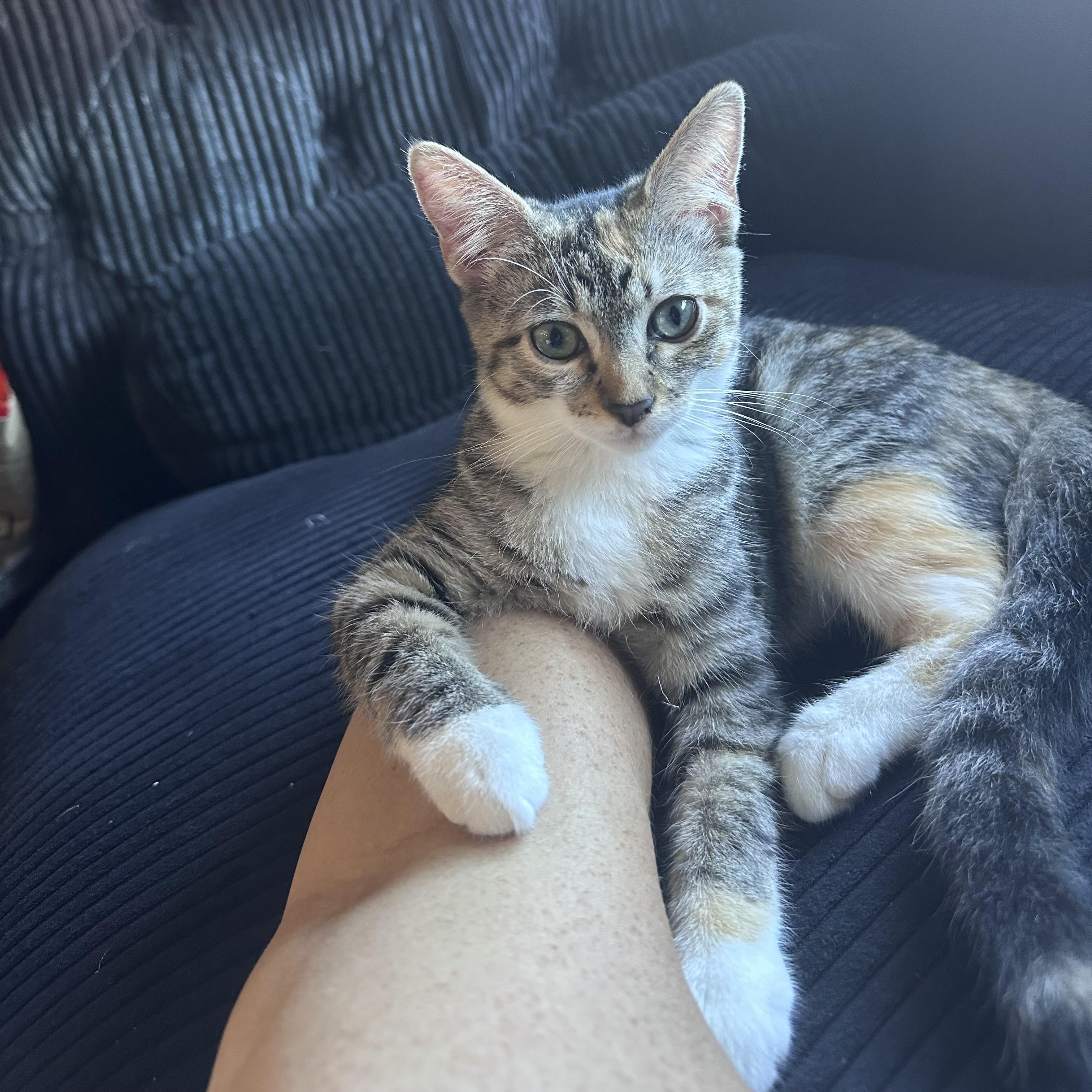 Evie, a Adoptable Domestic Short Hair in Los Angeles, CA image 3/6