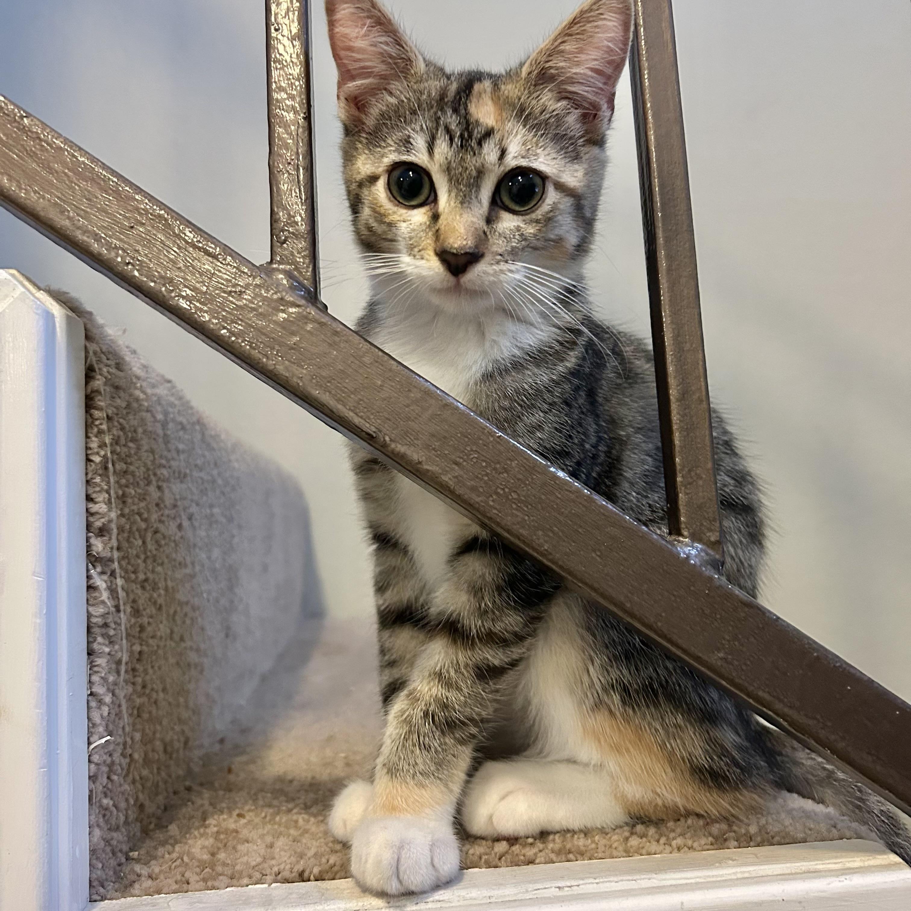 Evie, a Adoptable Domestic Short Hair in Los Angeles, CA image 4/6