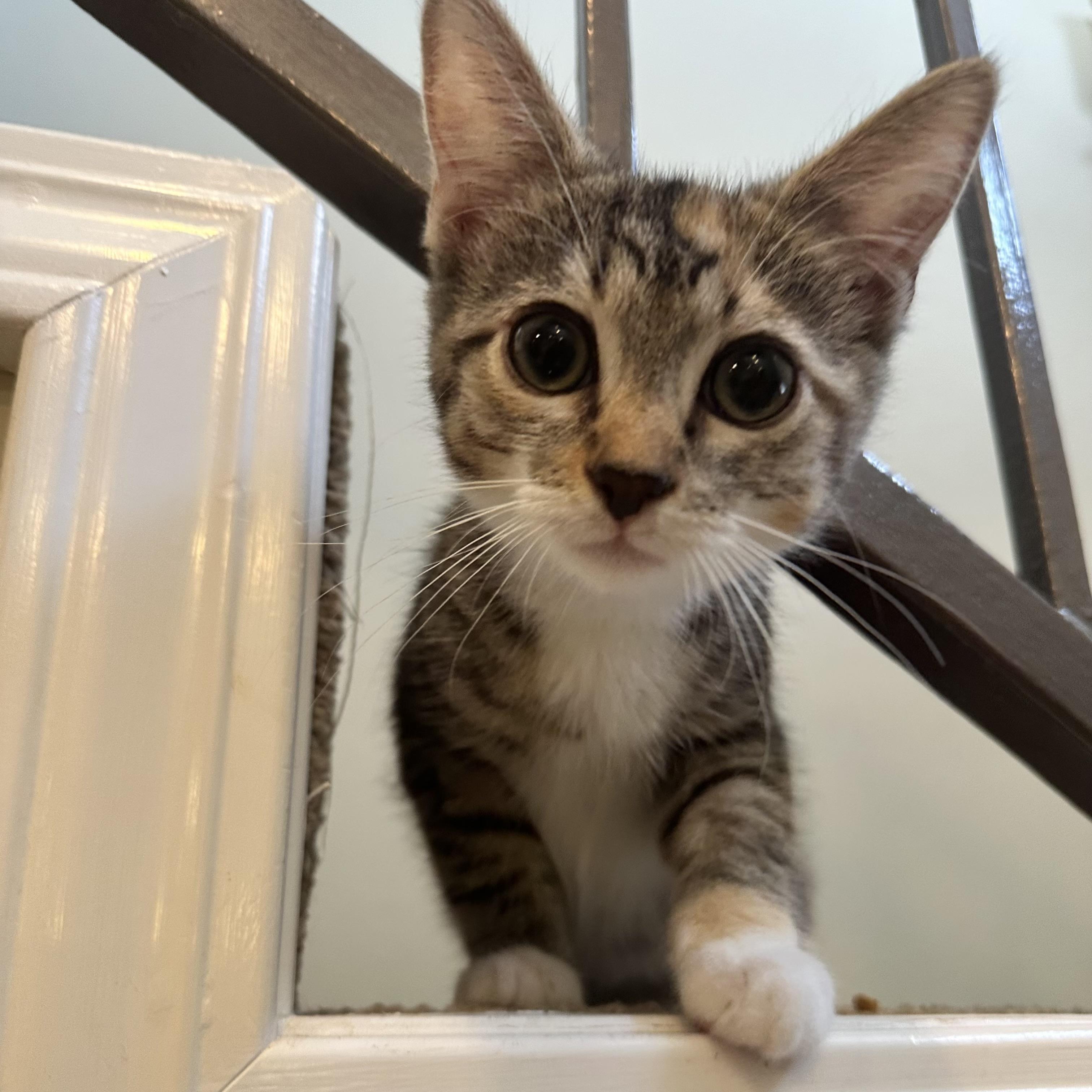 Evie, a Adoptable Domestic Short Hair in Los Angeles, CA image 6/6