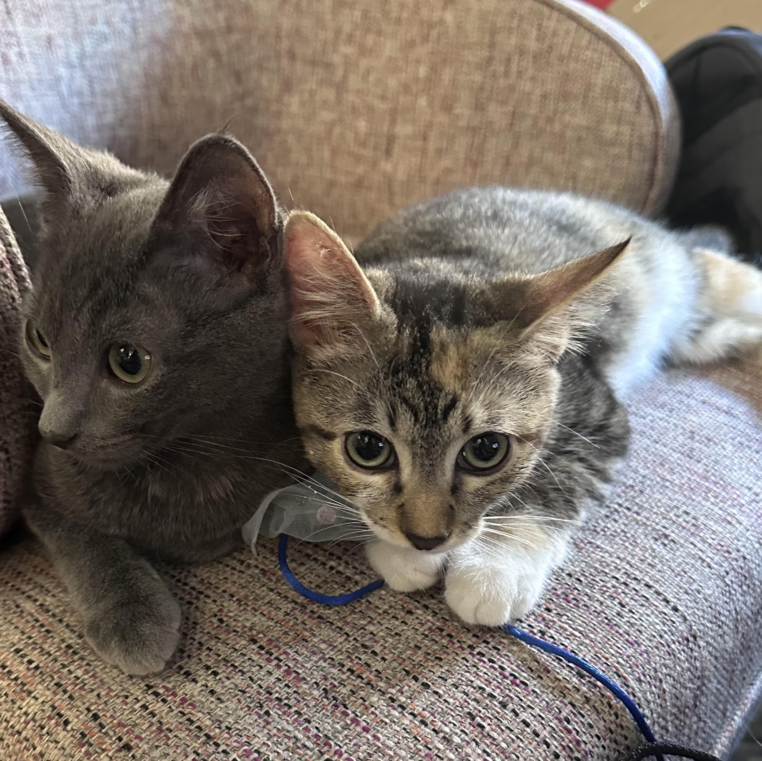 Evie, a Adoptable Domestic Short Hair in Los Angeles, CA image 5/6