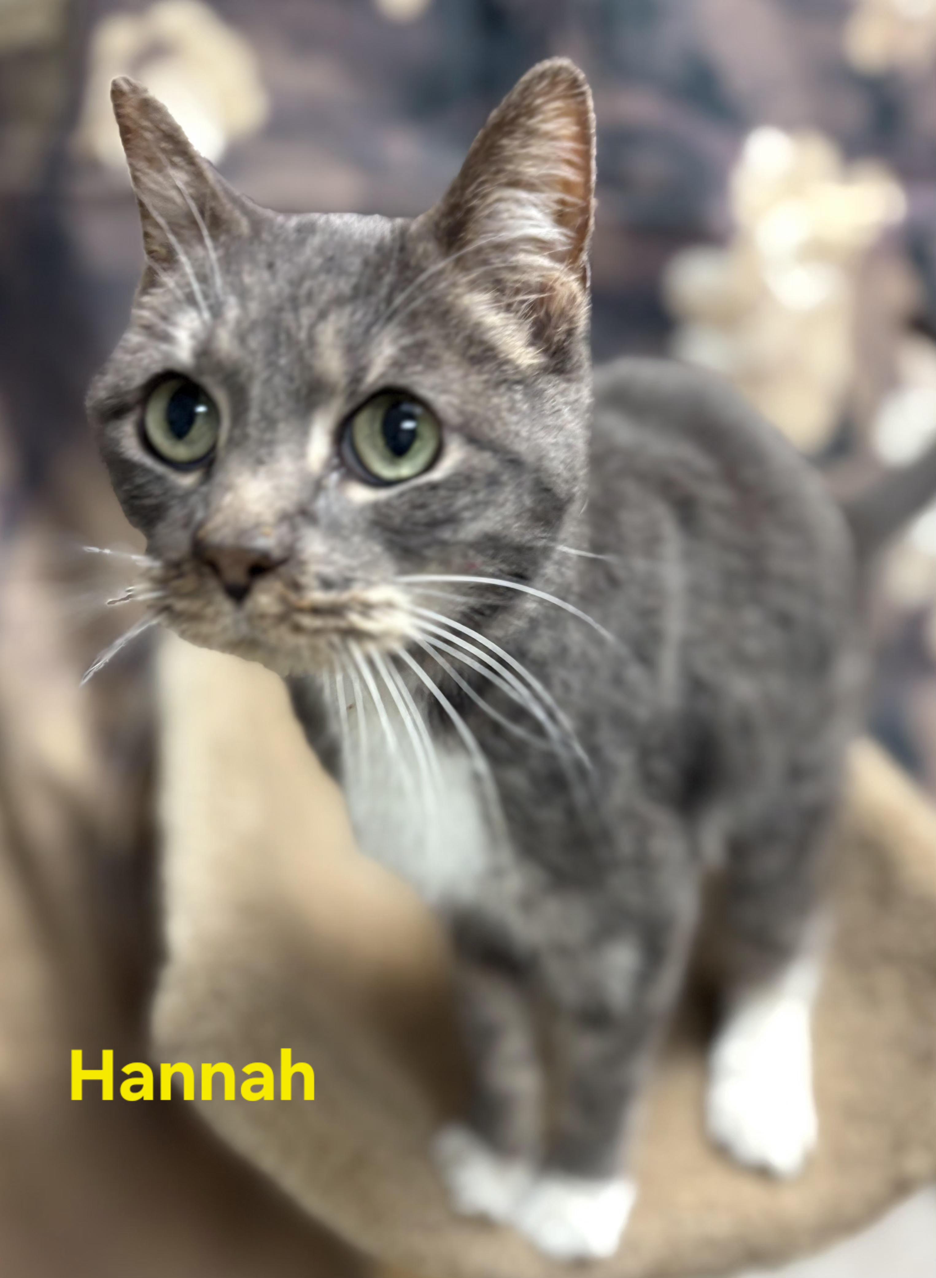 Enlarge Hannah, a ADOPTABLE Domestic Short Hair in Aurora, NE image 1/2