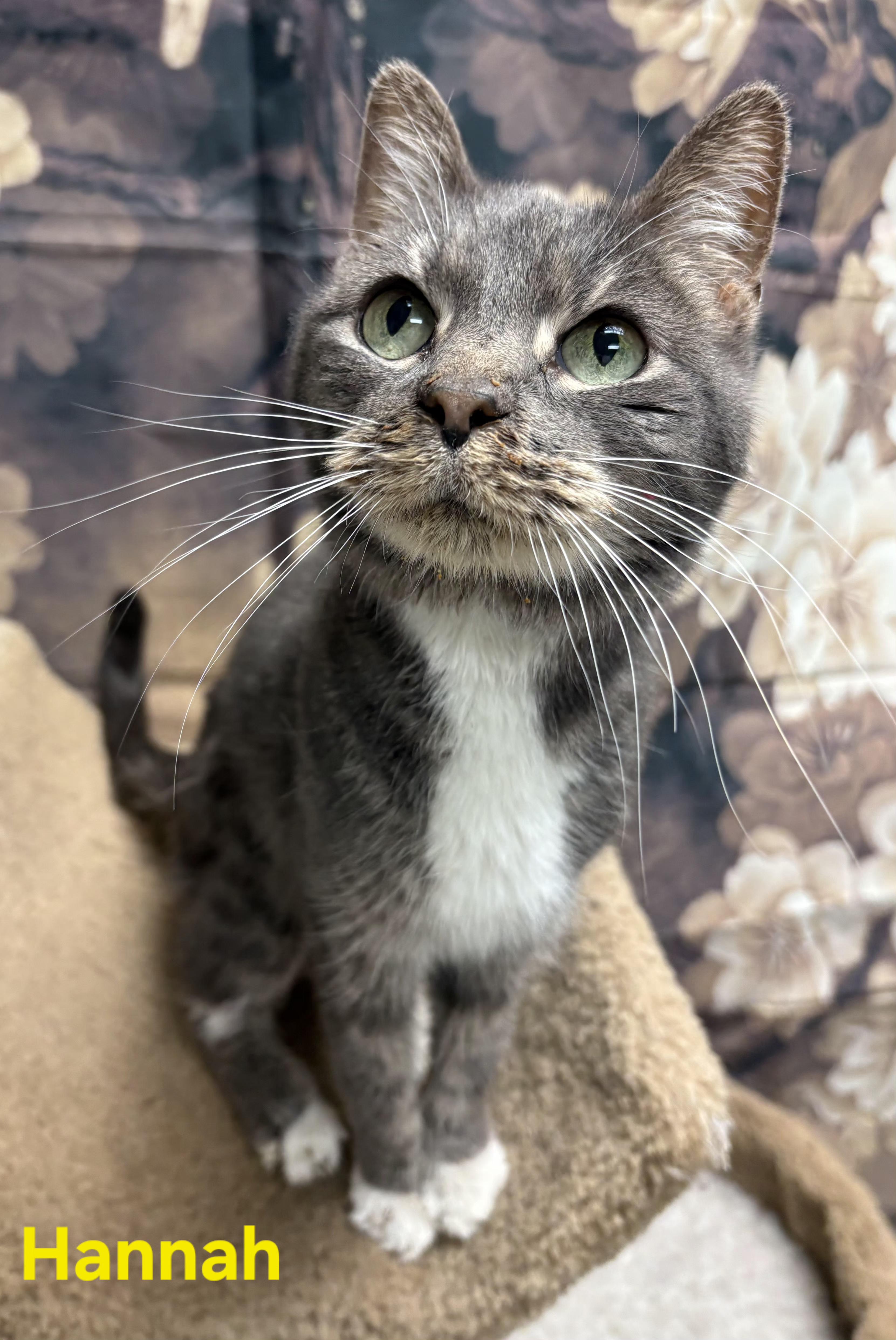 Enlarge Hannah, a ADOPTABLE Domestic Short Hair in Aurora, NE image 2/2