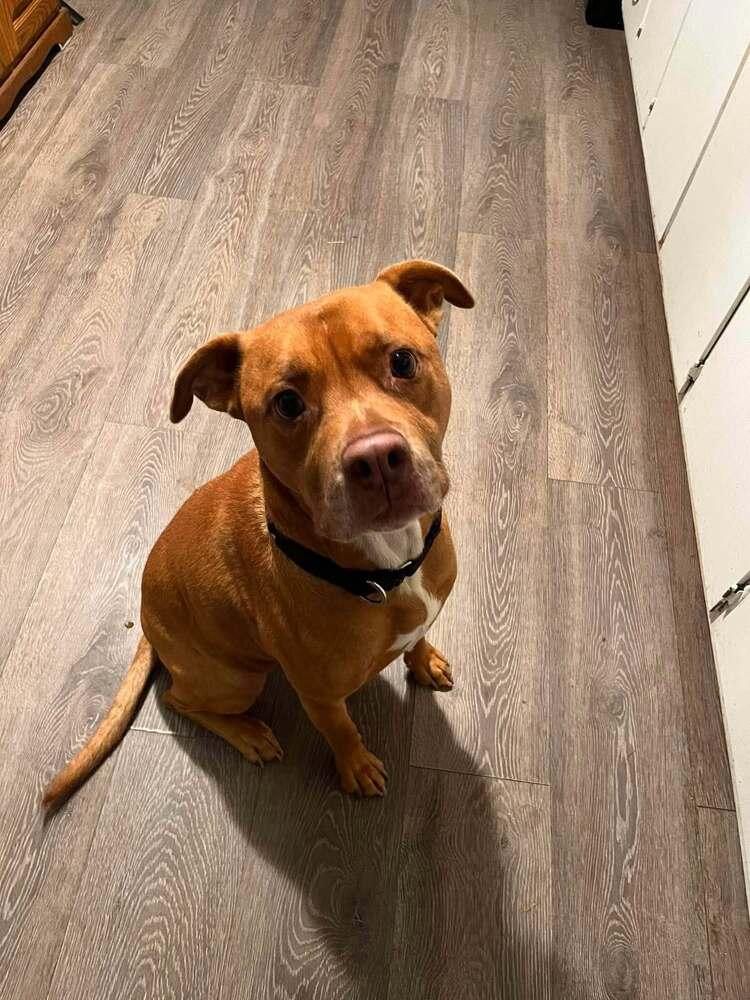 Enlarge Boss, a Adoptable mixed breed in Indianapolis, IN image 1/5
