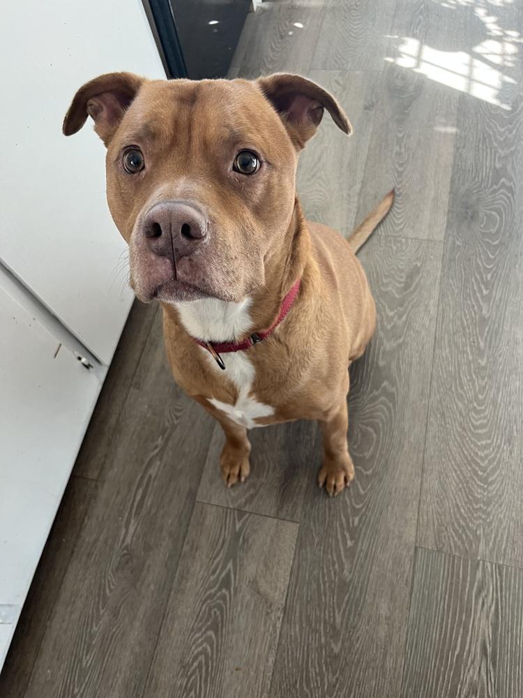 Boss, Adoptable, Adult Male Pit Bull Terrier.