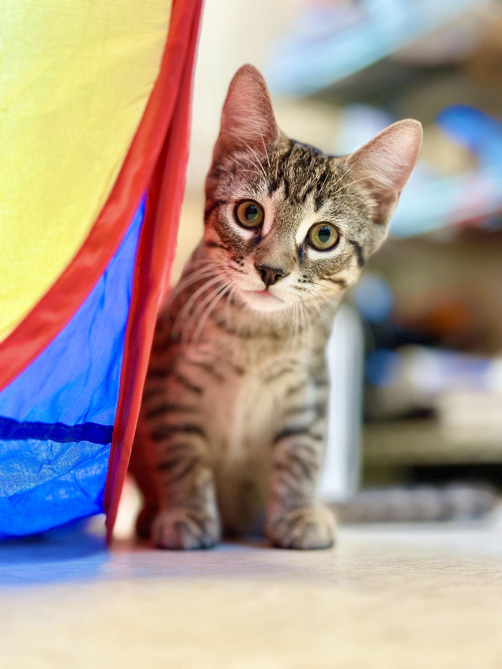 Enlarge James, a Adopted Domestic Short Hair in West Cornwall, CT image 1/3