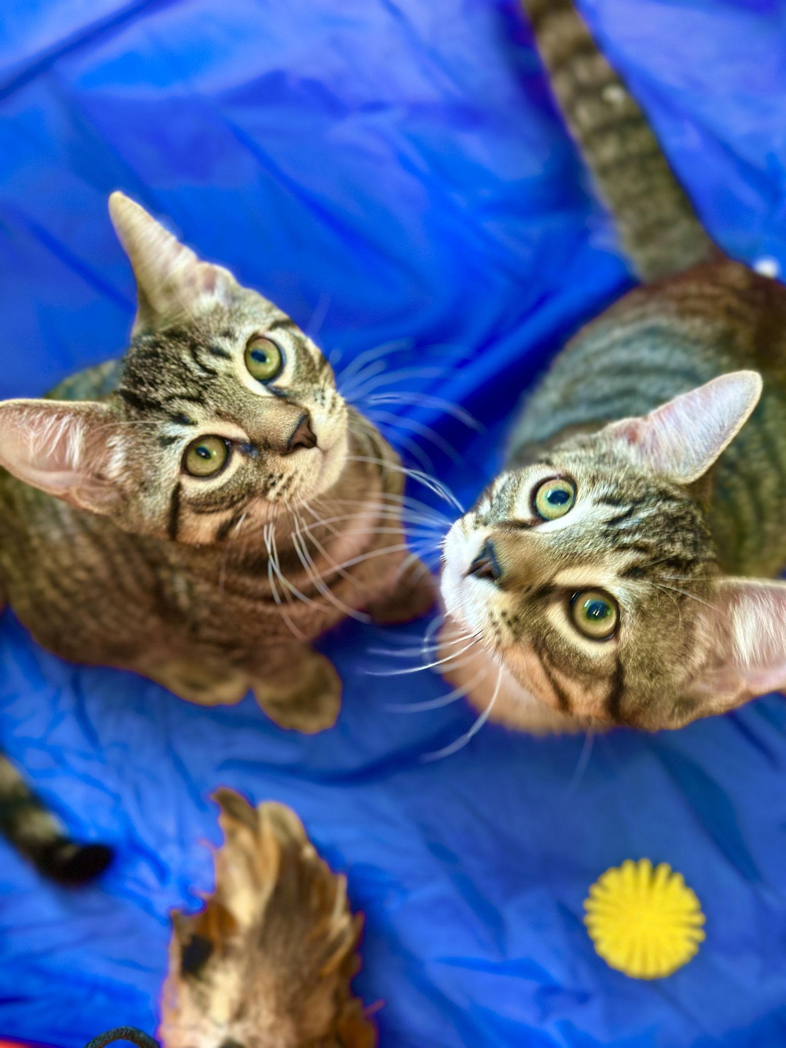 Enlarge James, a Adopted Domestic Short Hair in West Cornwall, CT image 2/3