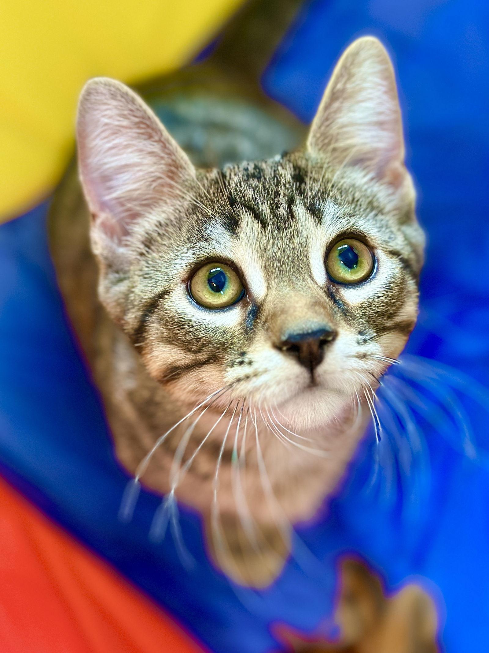 Enlarge James, a Adopted Domestic Short Hair in West Cornwall, CT image 3/3