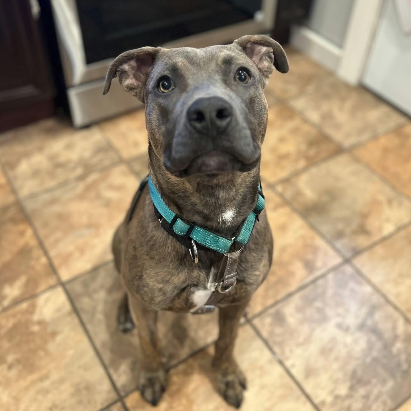 Enlarge Memphis, a Adoptable Terrier in North Syracuse, NY image 3/4