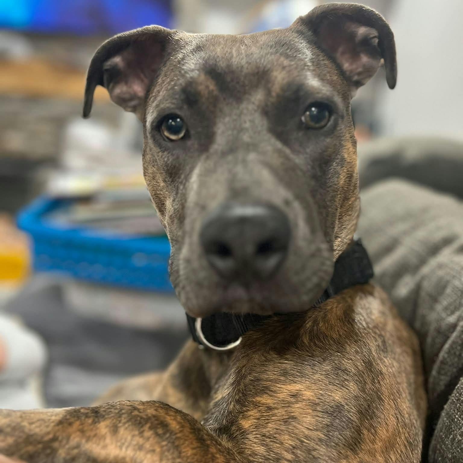 Enlarge Memphis, a Adoptable Terrier in North Syracuse, NY image 2/4